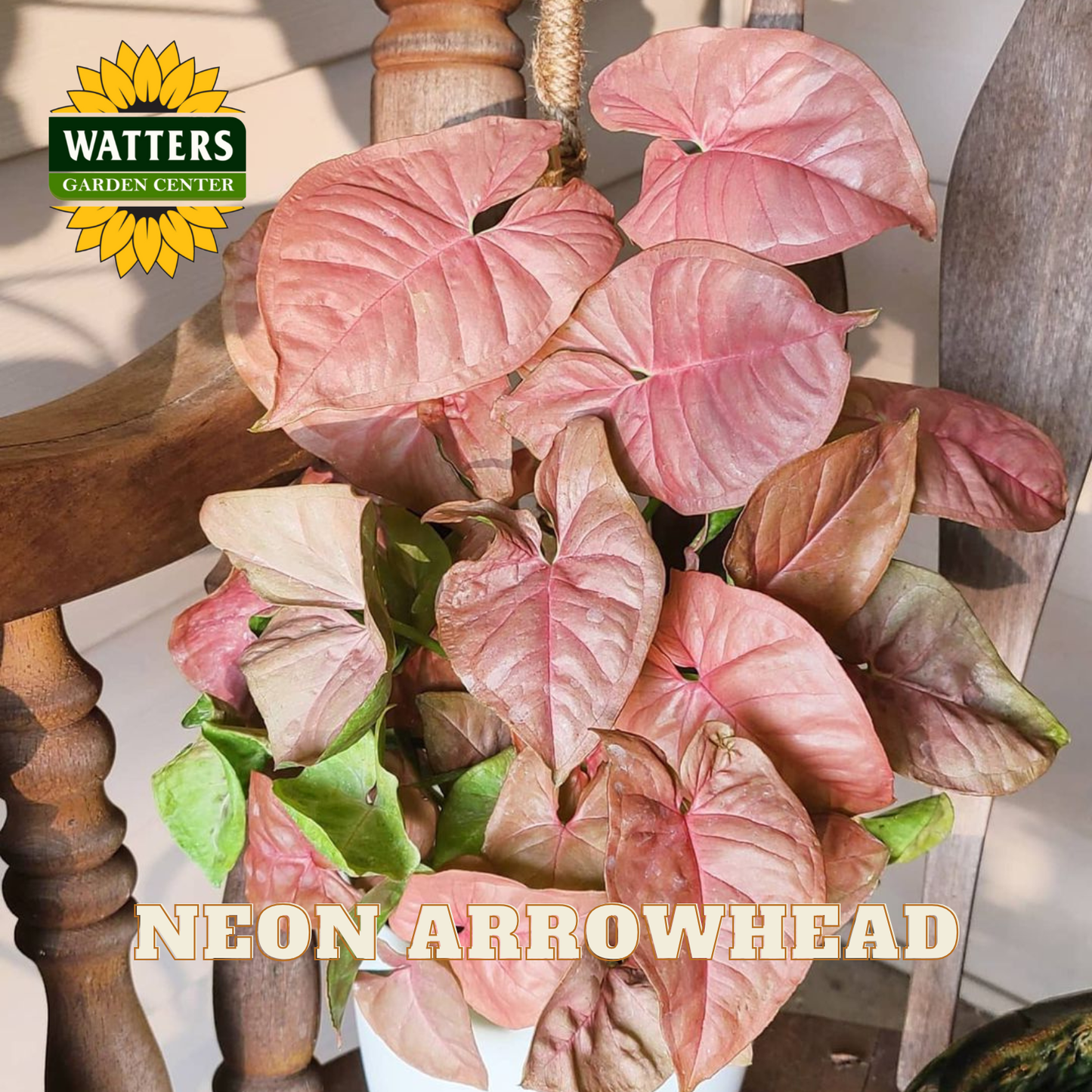 Neon Arrowhead plant on a wooden chair with Watters Garden Center logo.