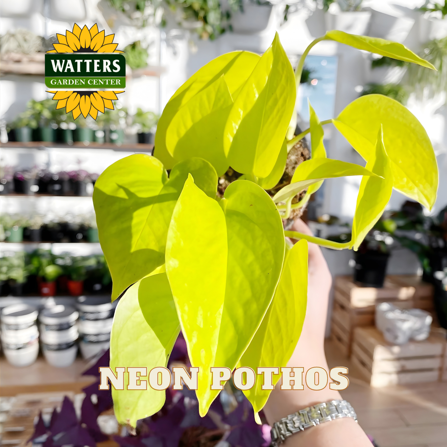 Neon pothos plant held by a person with Watters Garden Center branding in the background.