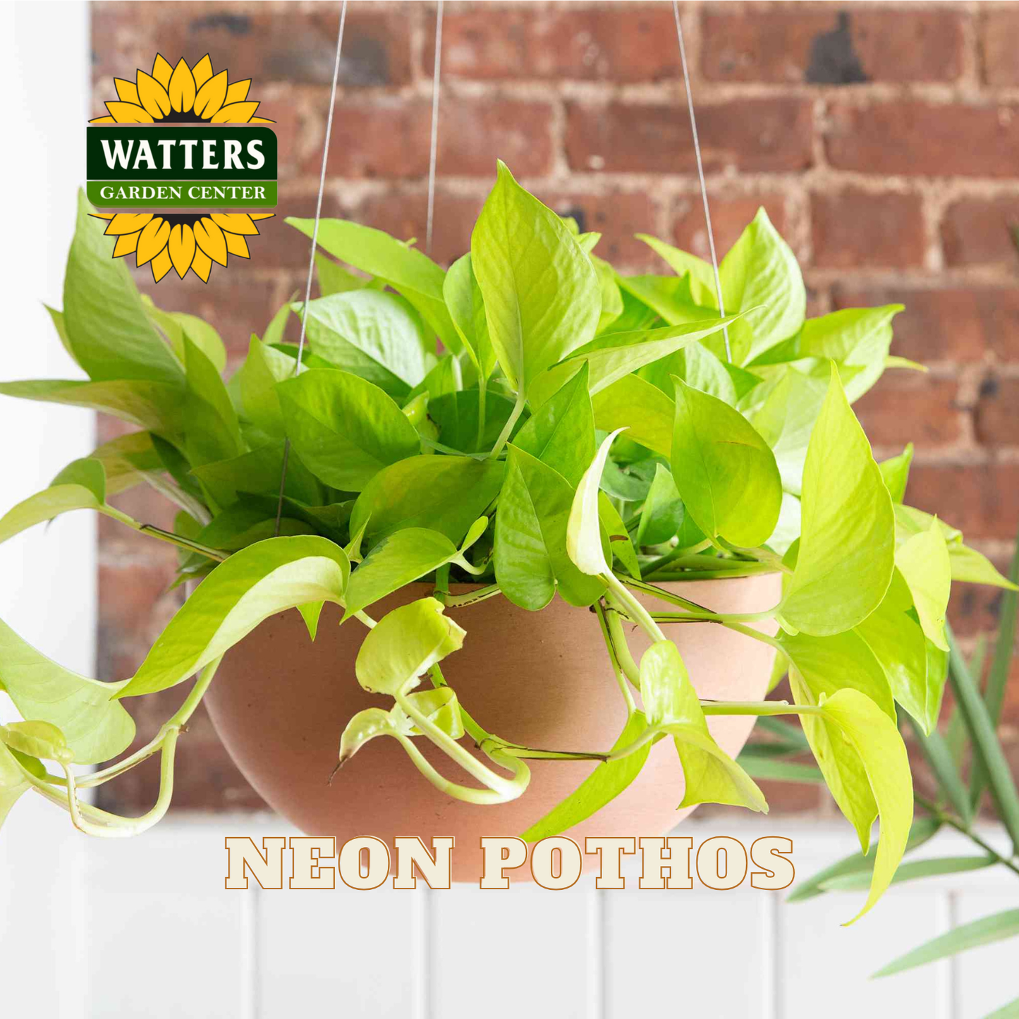 Neon pothos plant in a pot with Watters Garden Center logo in the background.