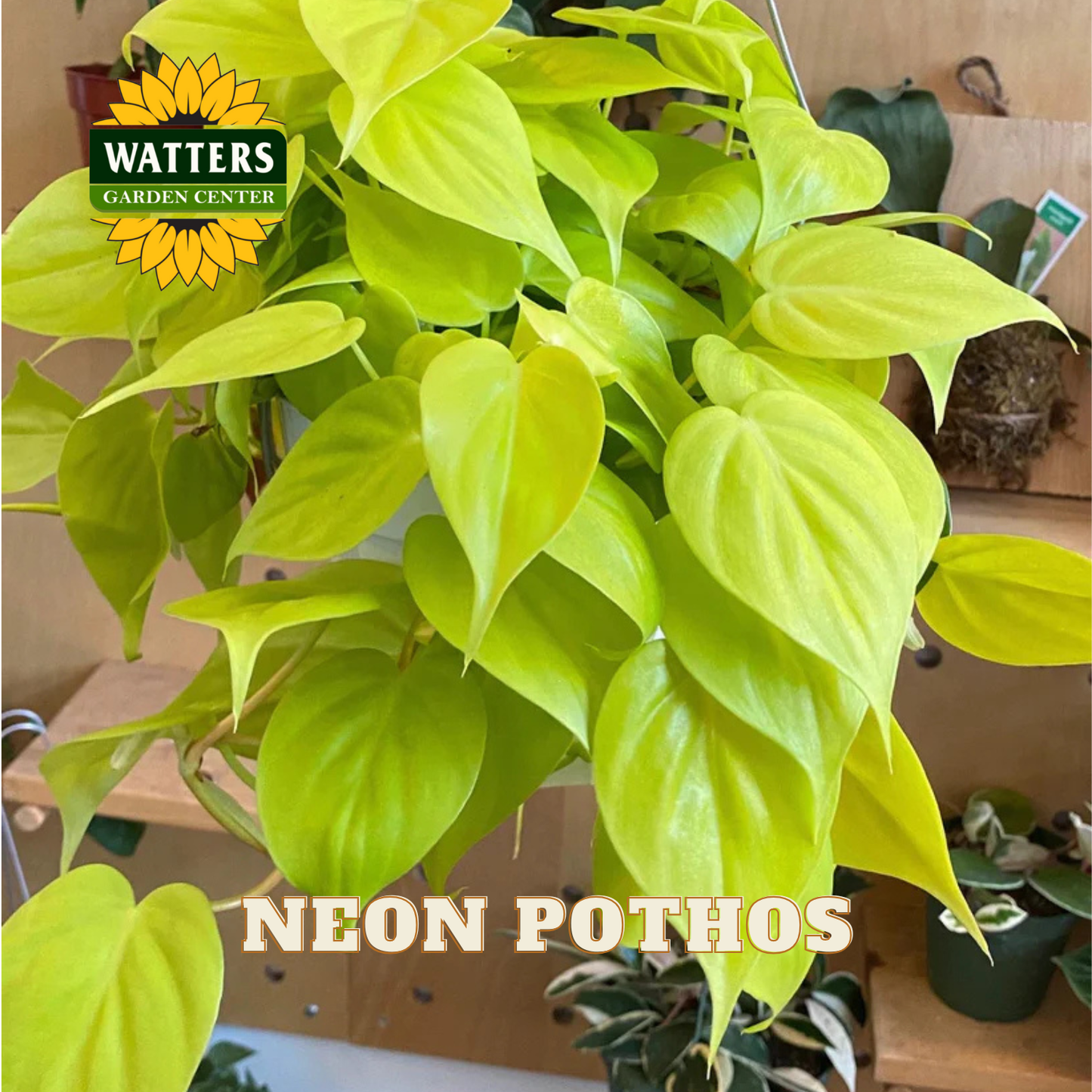 Neon Pothos plant with Watters Garden Center logo in the background