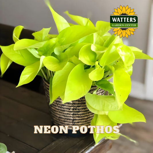 Neon pothos plant in a woven basket pot on a wooden surface with Watters Garden Center logo.