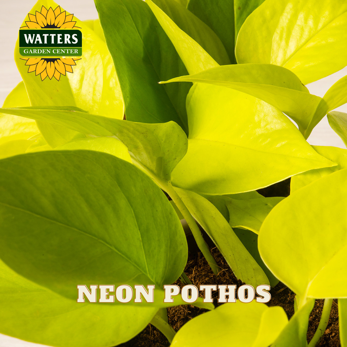 Neon pothos plant with Watters Garden Center logo and text.