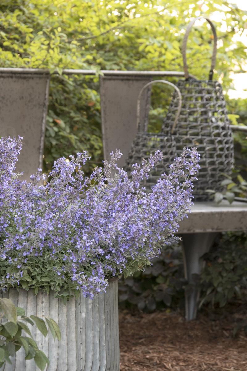 Walker's Low Catmint (NEPETA X WALKERS LOW) - 1 gallon
