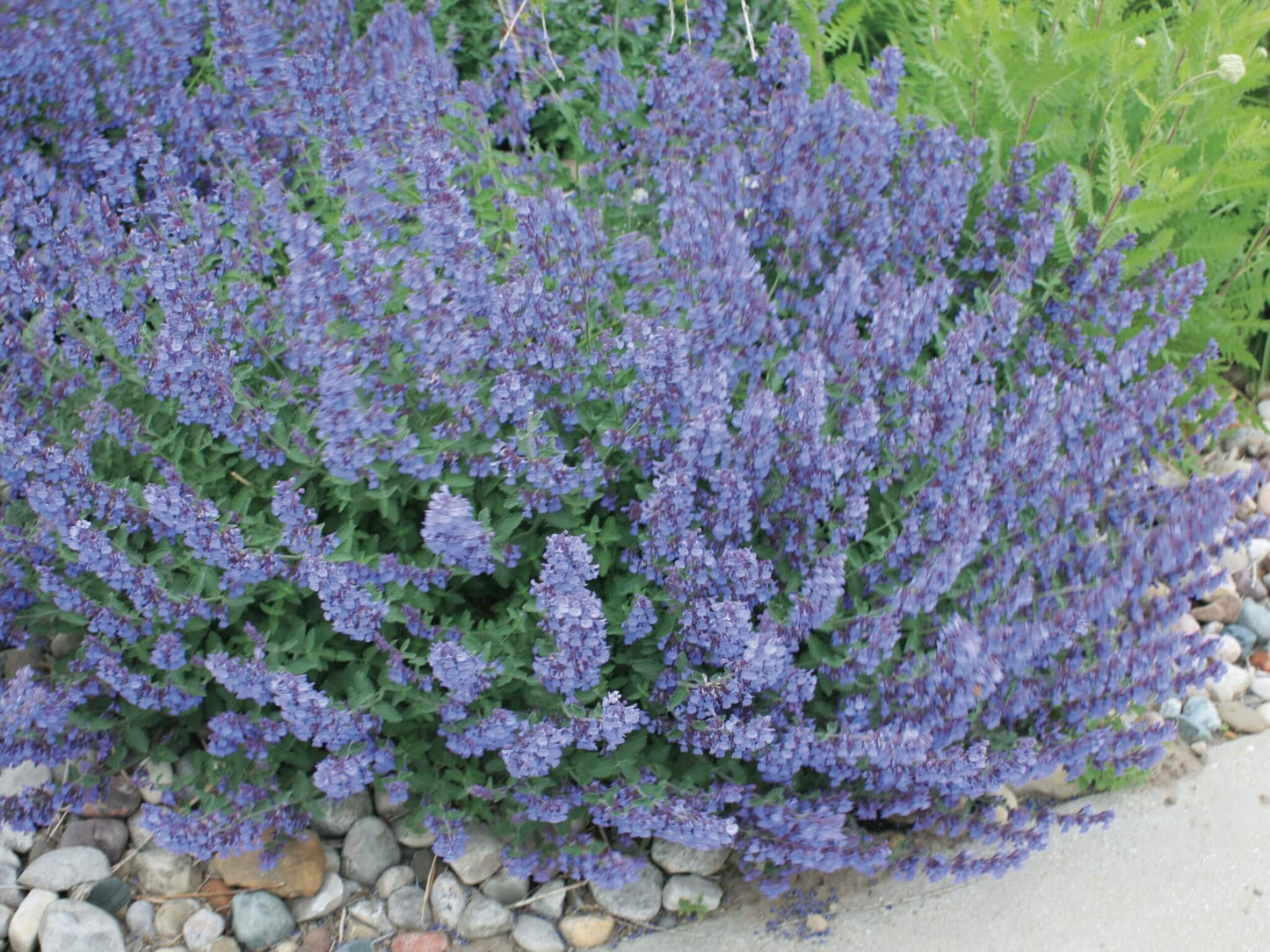 Walker's Low Catmint (NEPETA X WALKERS LOW) - 1 gallon