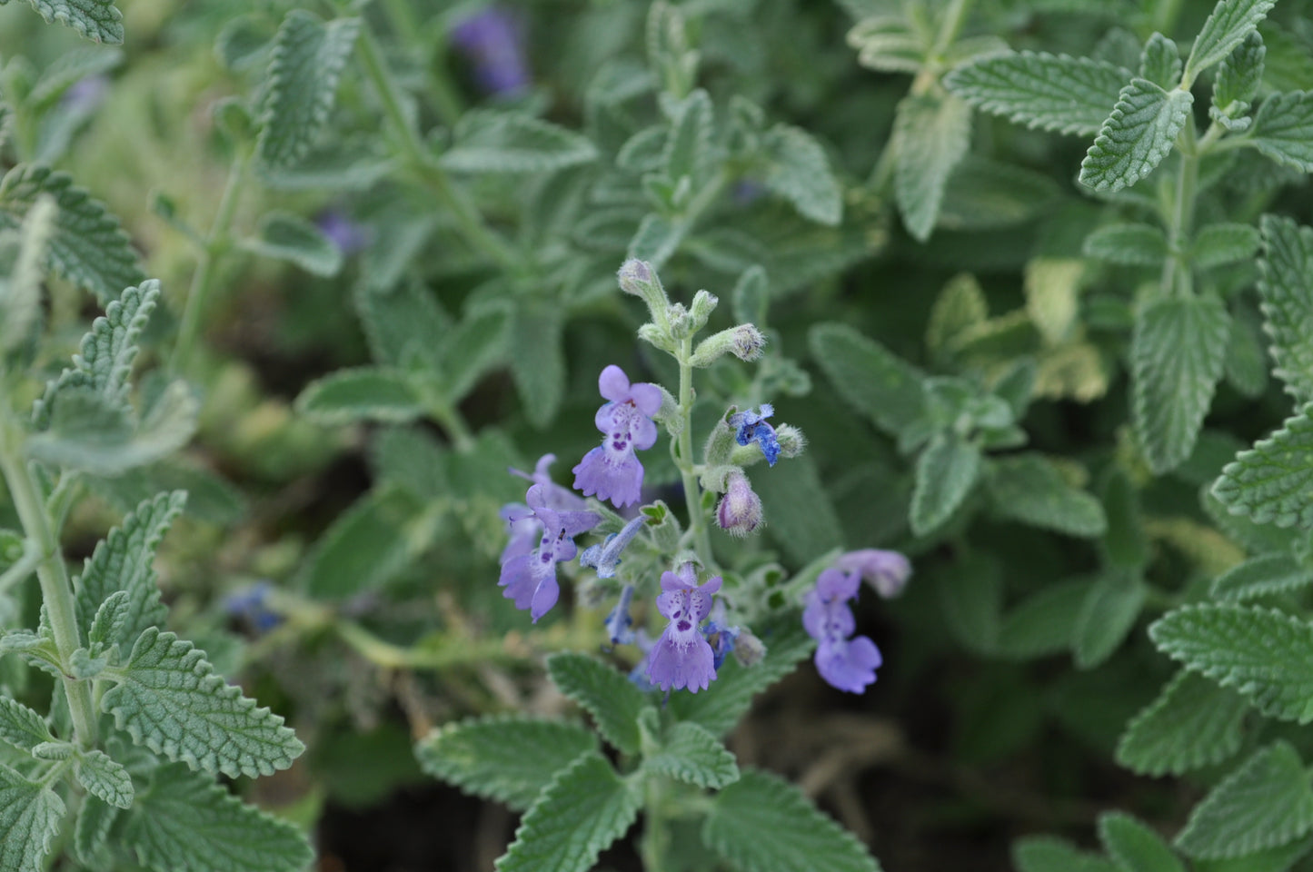 SELECT BLUE CATMINT 1gal