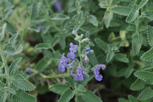 SELECT BLUE CATMINT 1gal
