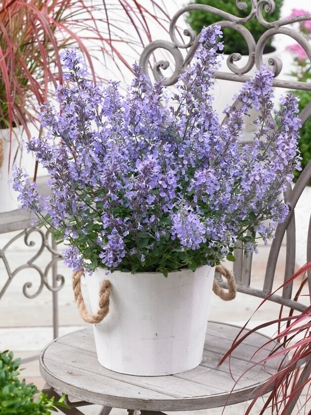 Walker's Low Catmint (NEPETA X WALKERS LOW) - 1 gallon