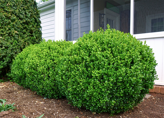 NewGen Freedom® Boxwood (BUXUS NEWGEN FREEDOM) - 3 gallon 12-15"