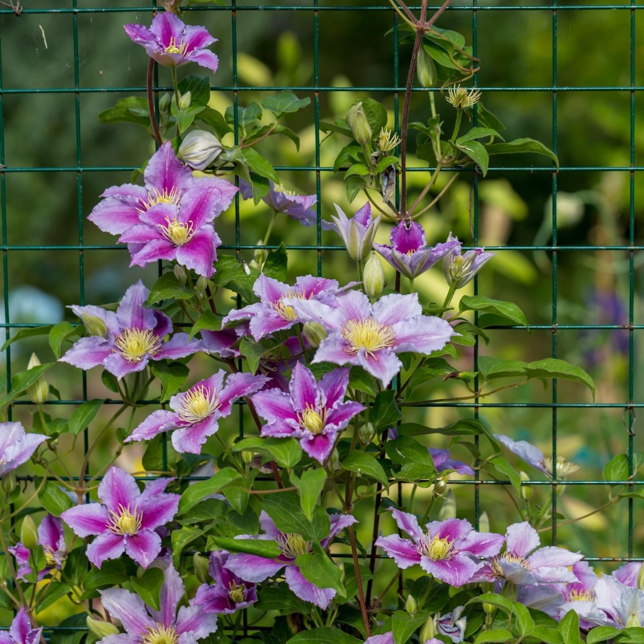 PIILU CLEMATIS 2gal