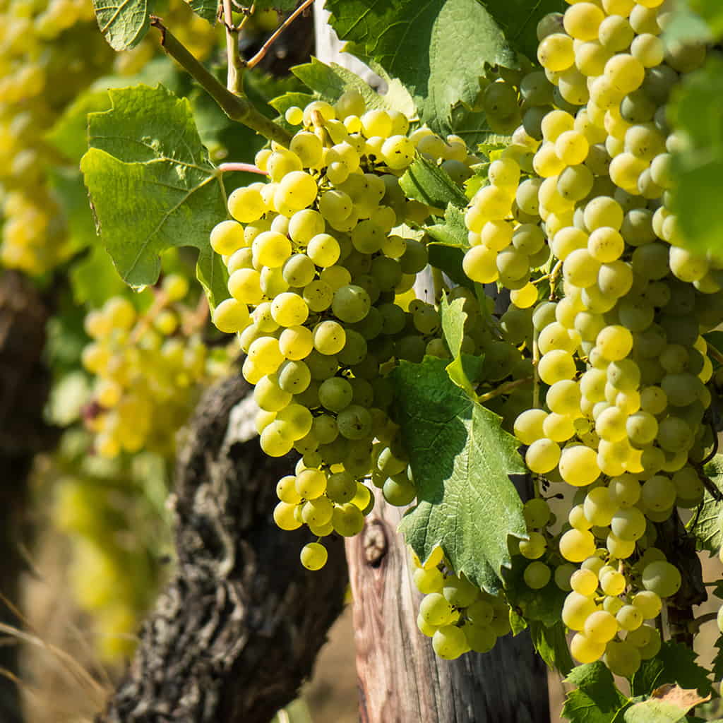 NIAGARA GRAPE 1gal