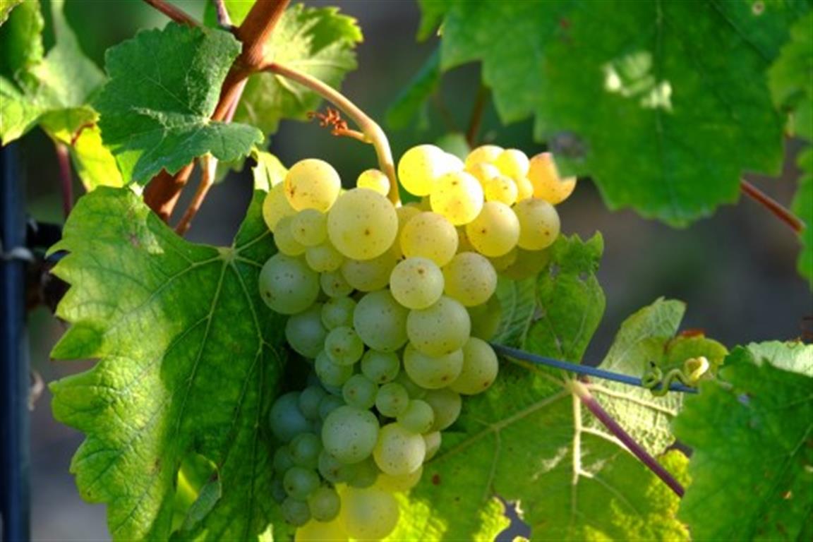 NIAGARA GRAPE 1gal
