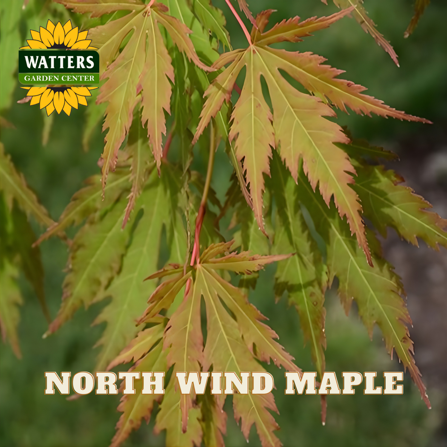 Close-up of North Wind Maple leaves with Watters Garden Center logo.