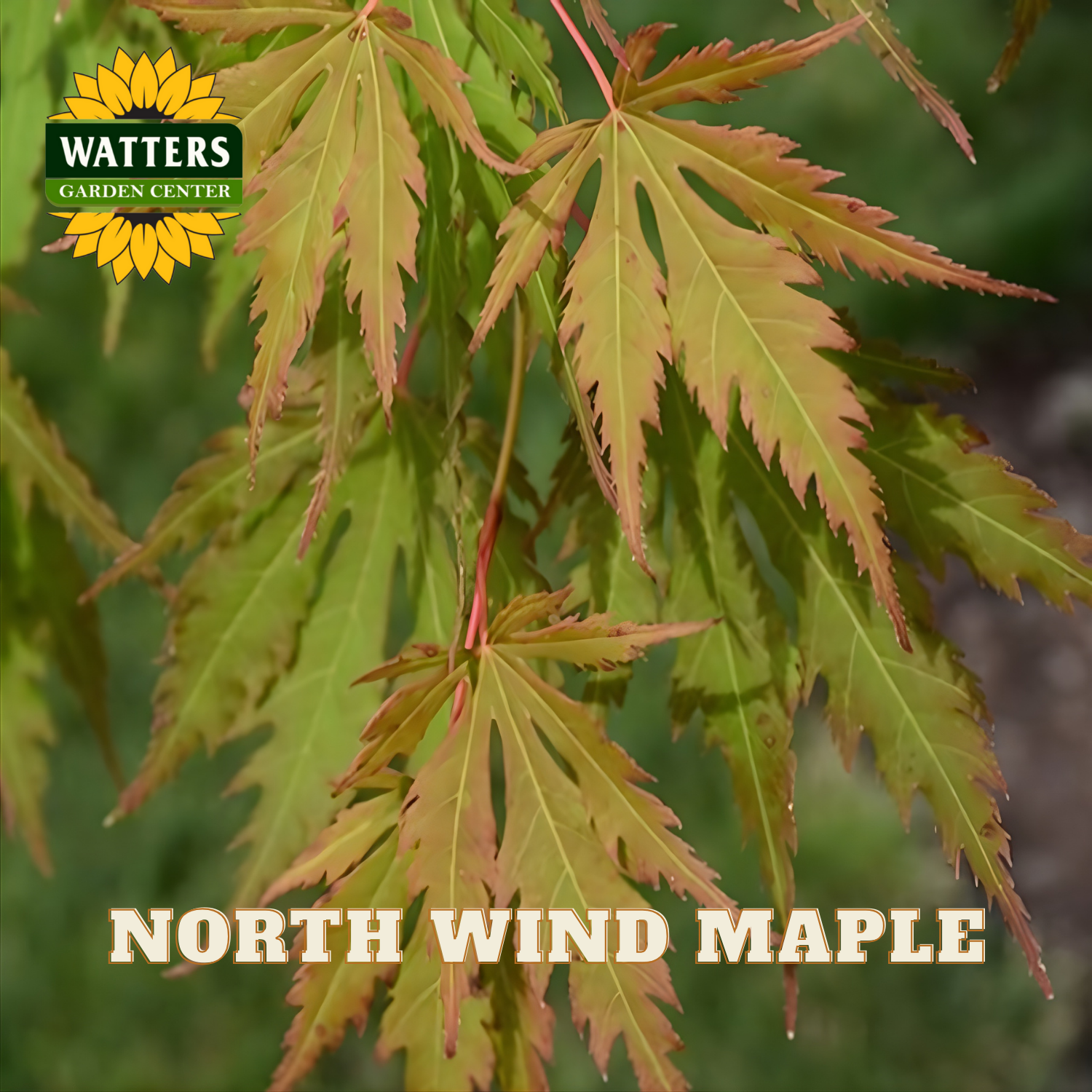 Close-up of North Wind Maple leaves with Watters Garden Center logo.