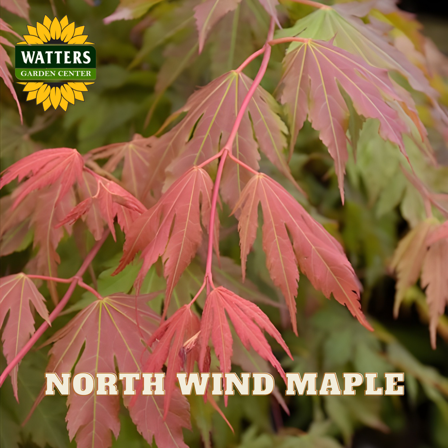 Red maple leaves with Watters Garden Center logo and 'North Wind Maple' text.