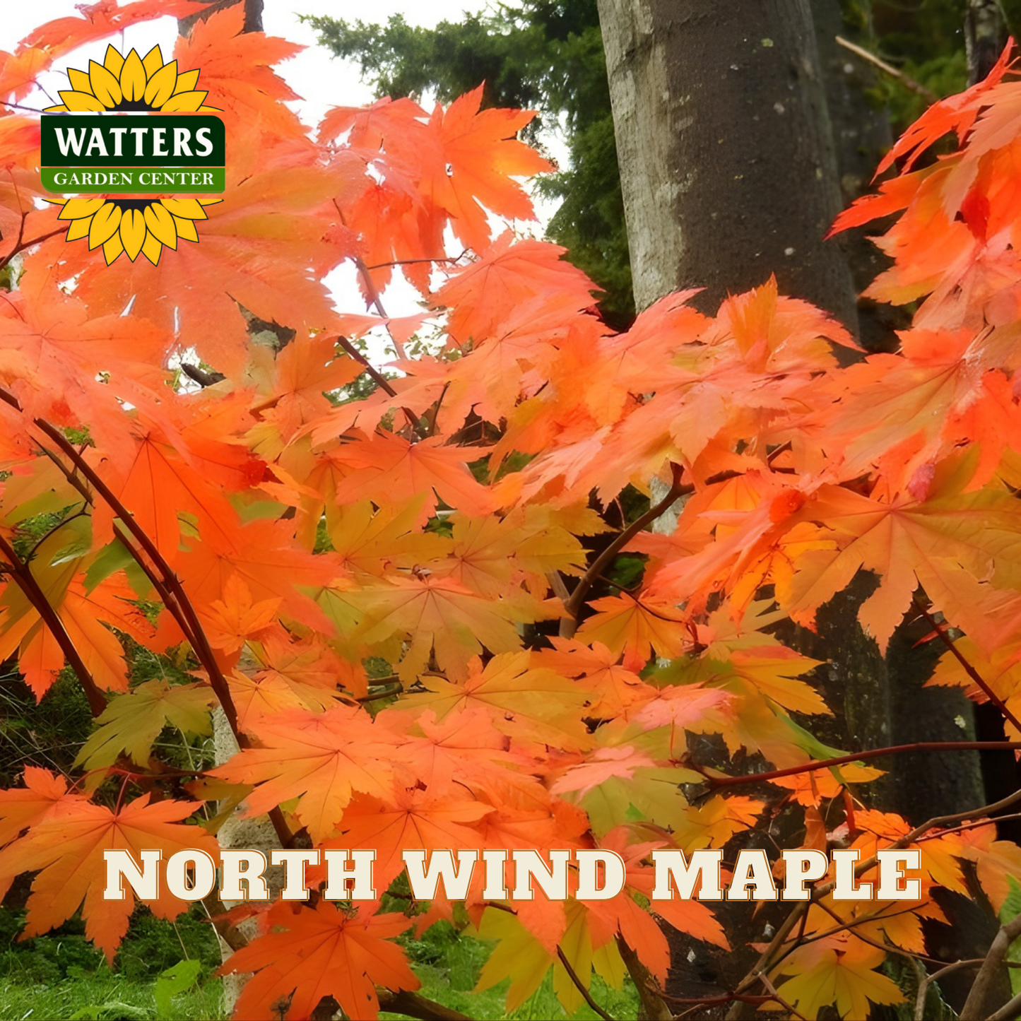 North Wind Maple with Watters Garden Center logo