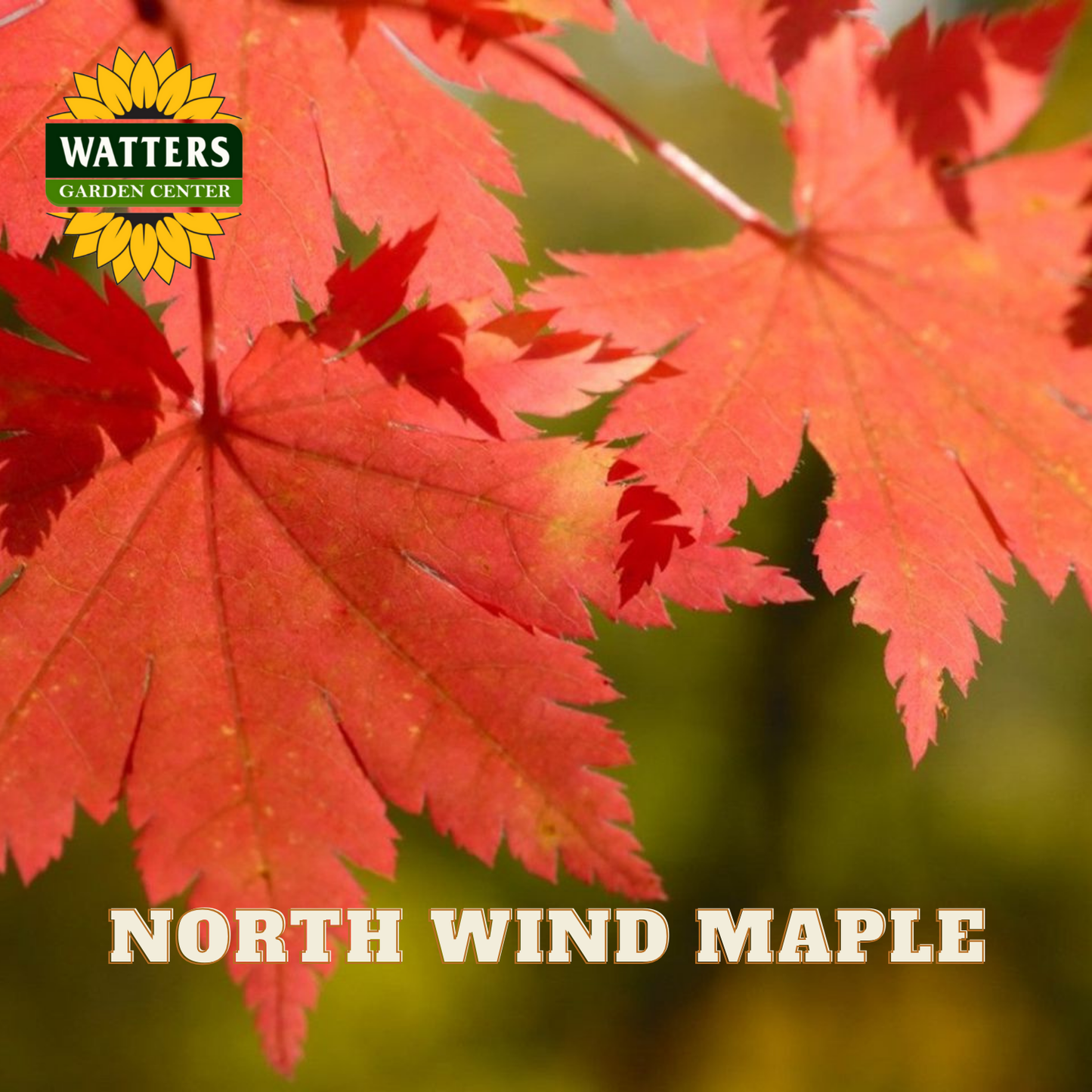Red maple leaves with Watters Garden Center logo and 'North Wind Maple' text.