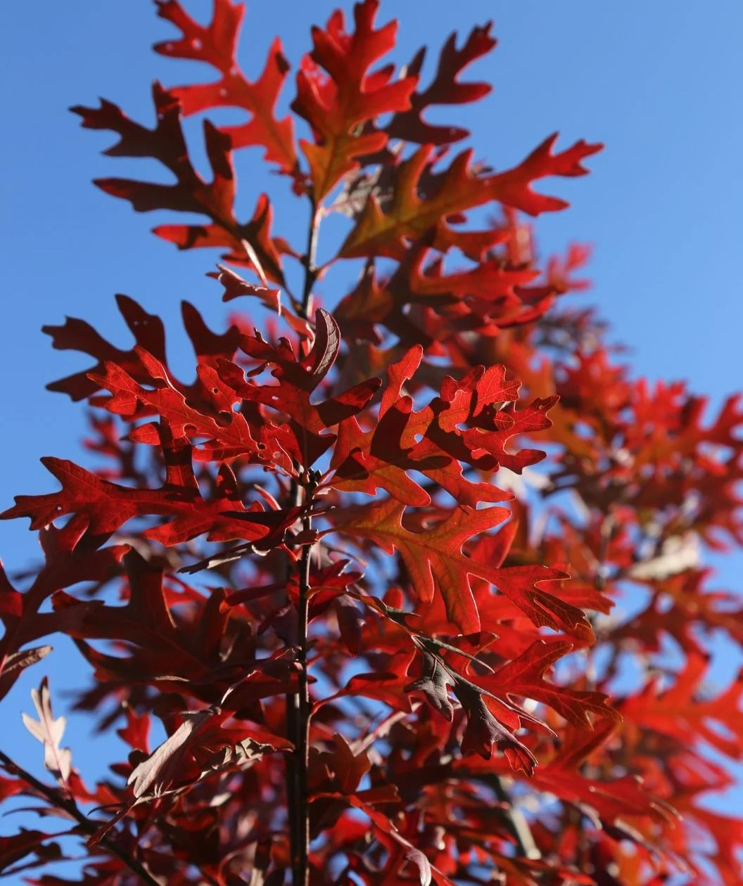 RED OAK TREE 15gal