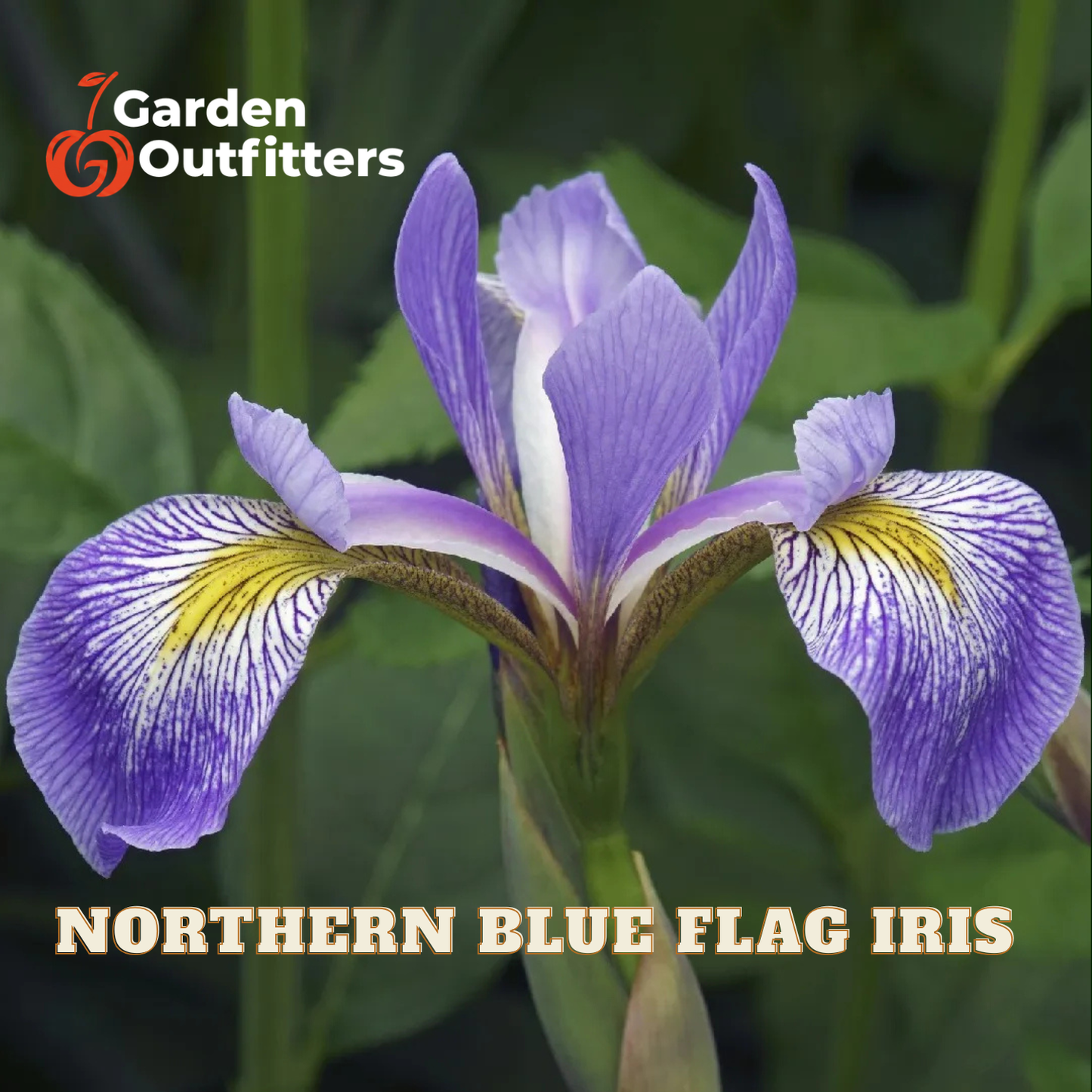 A close-up of a purple and white iris flower with yellow markings, growing among green leaves. The text 'Garden Outfitters' appears in the top left, and 'NORTHERN BLUE FLAG IRIS' is written at the bottom.