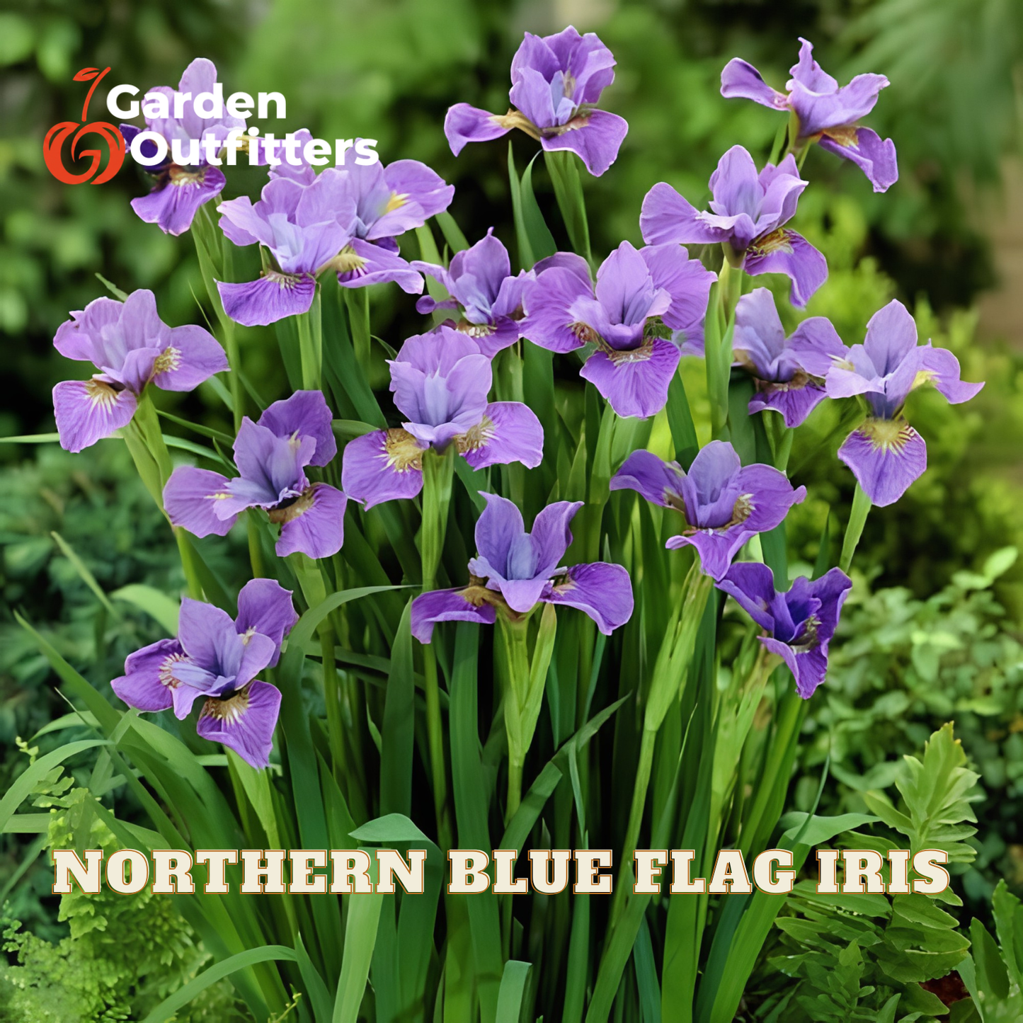 A cluster of purple Northern Blue Flag Iris flowers with green leaves growing in a garden setting, with the text 'NORTHERN BLUE FLAG IRIS' and a 'Garden Outfitters' logo overlaid.