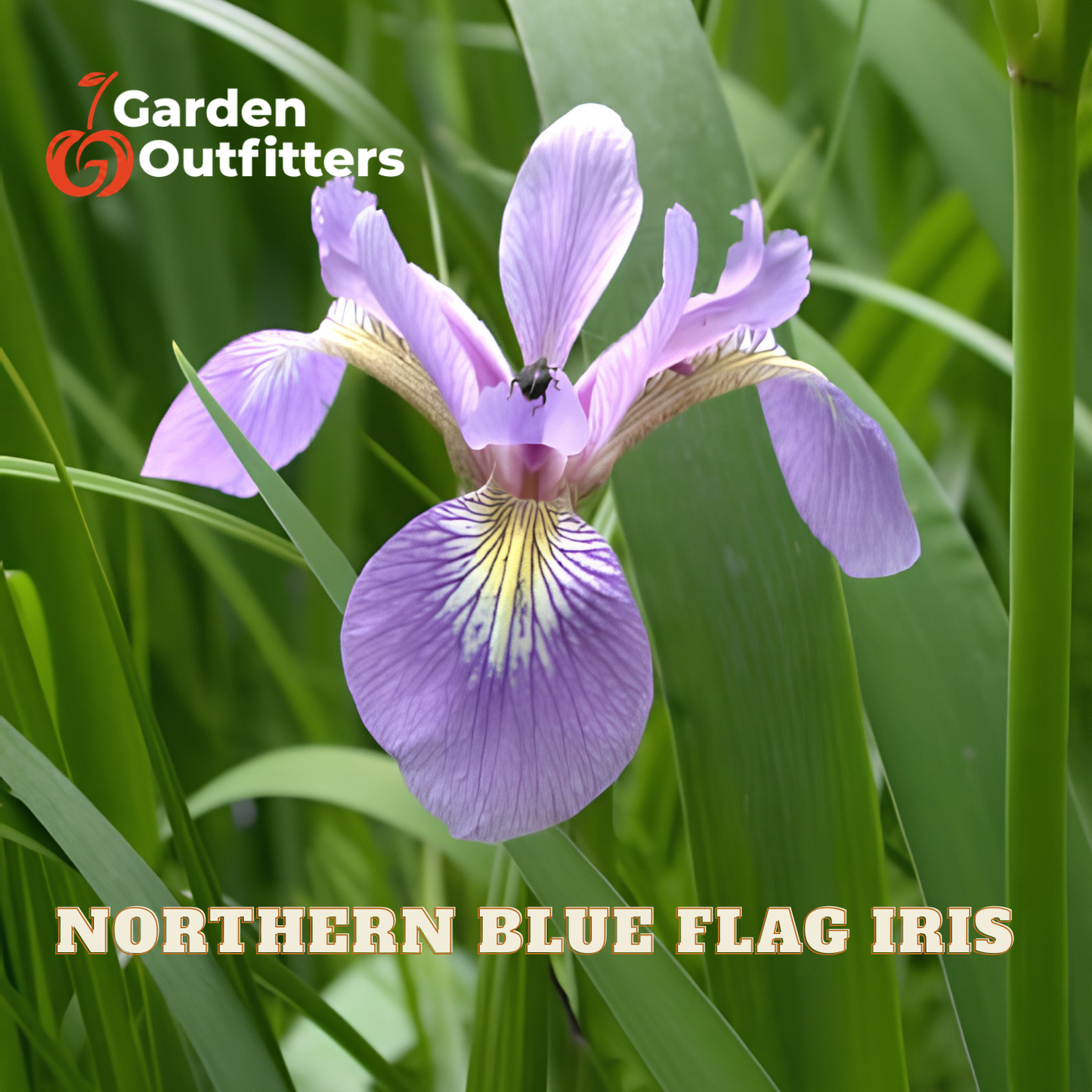 A single purple northern blue flag iris flower in a natural outdoor setting with green leaves, featuring the Garden Outfitters logo and 'NORTHERN BLUE FLAG IRIS' text overlays.