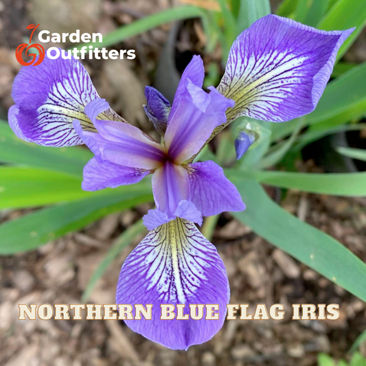 A close-up of a purple northern blue flag iris flower with white and yellow veining, surrounded by green leaves and mulch, with 'Garden Outfitters' and 'NORTHERN BLUE FLAG IRIS' text overlays.