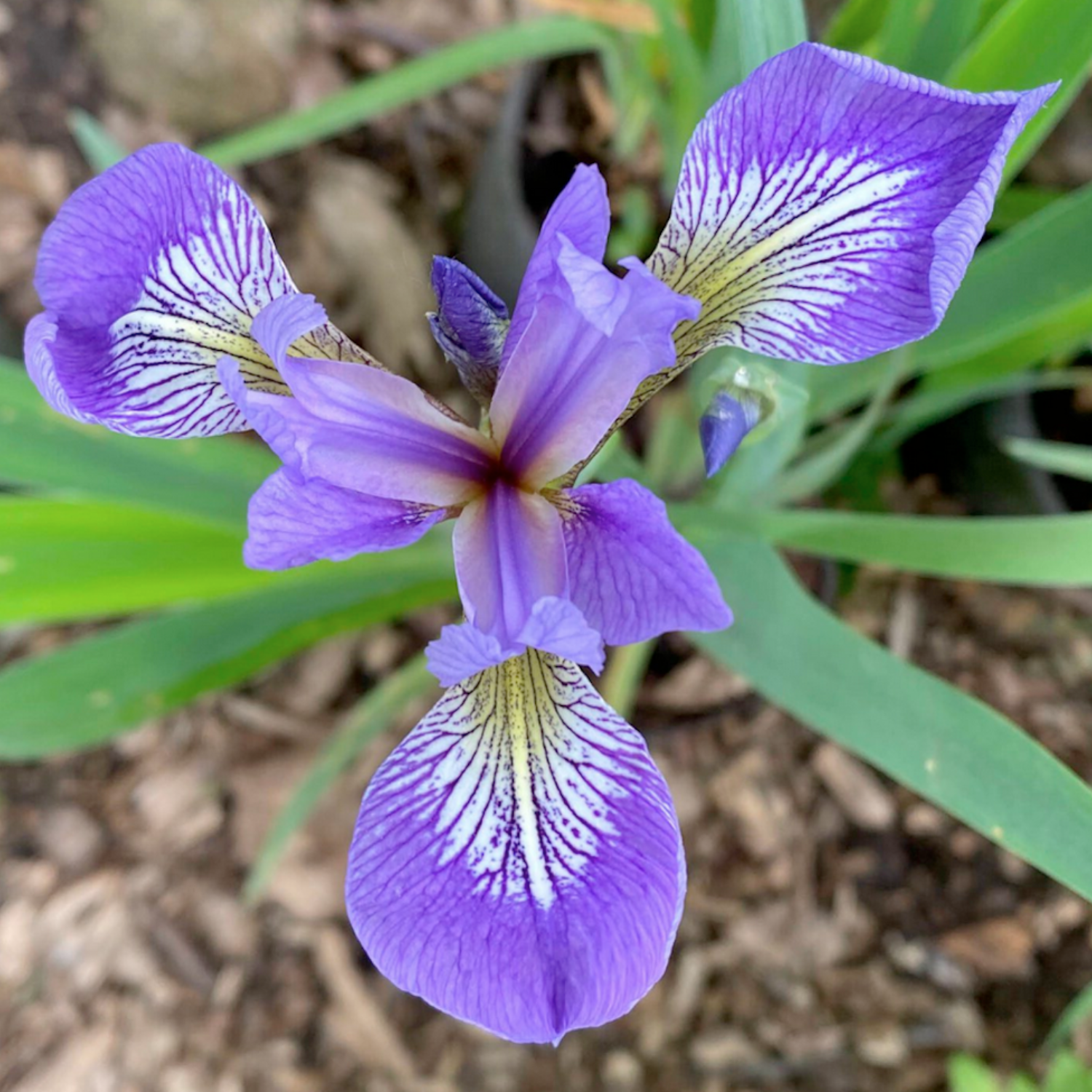 A close-up of a purple iris flower with white and yellow striped inner petals, surrounded by green leaves and mulch in a garden setting.