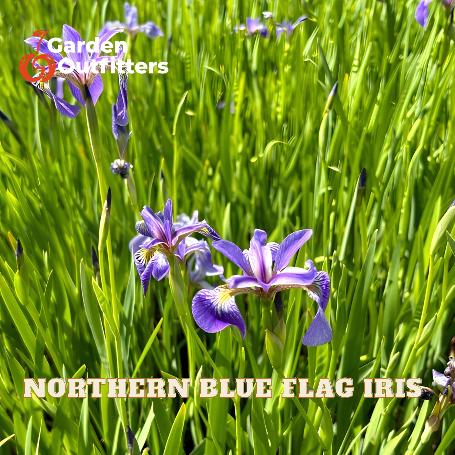 Purple Northern Blue Flag Iris flowers blooming in a lush green grassy field, with 'Garden Outfitters' logo in the top-left and 'NORTHERN BLUE FLAG IRIS' text at the bottom.