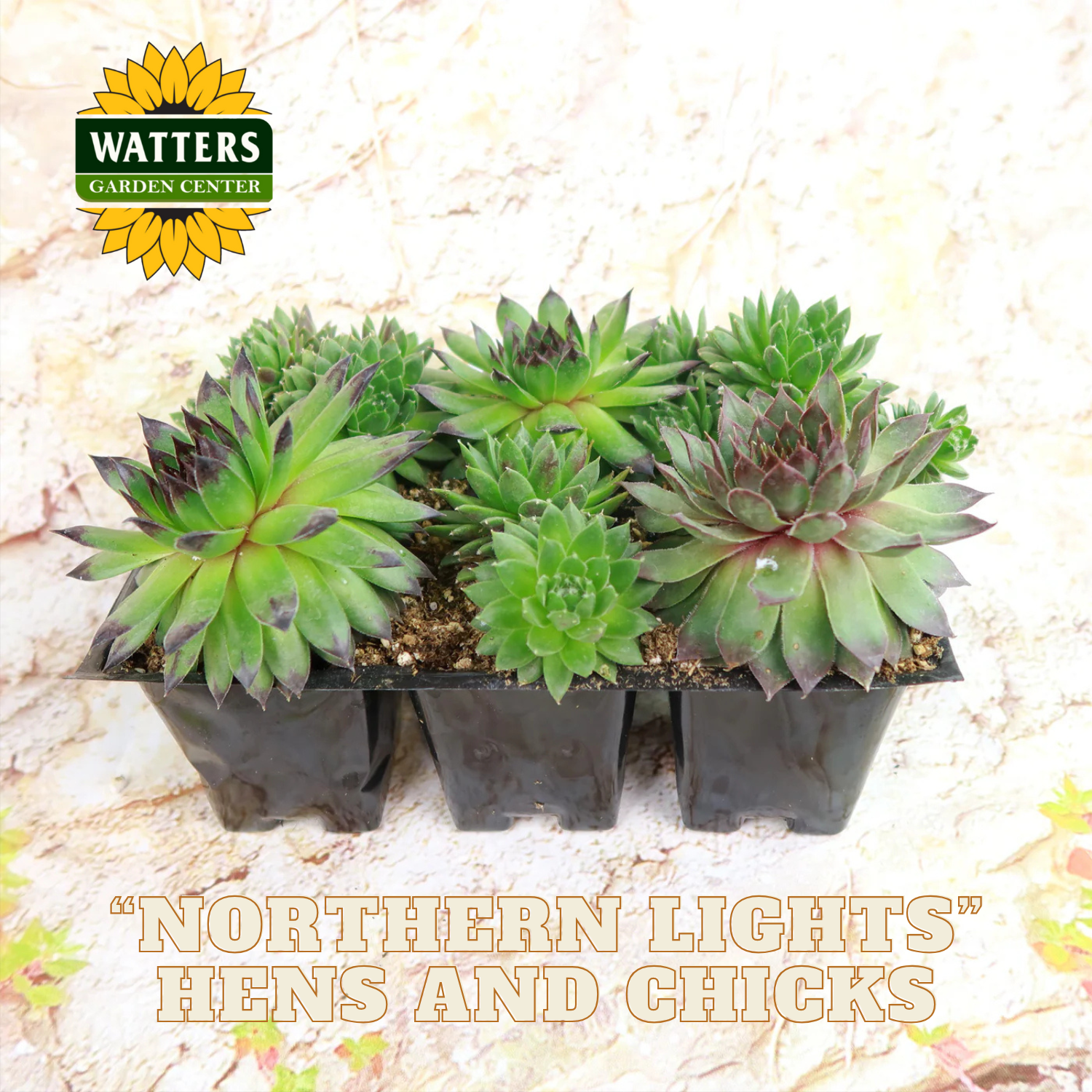 Potted succulents labeled 'Northern Lights Hens and Chicks' with Watters Garden Center logo.