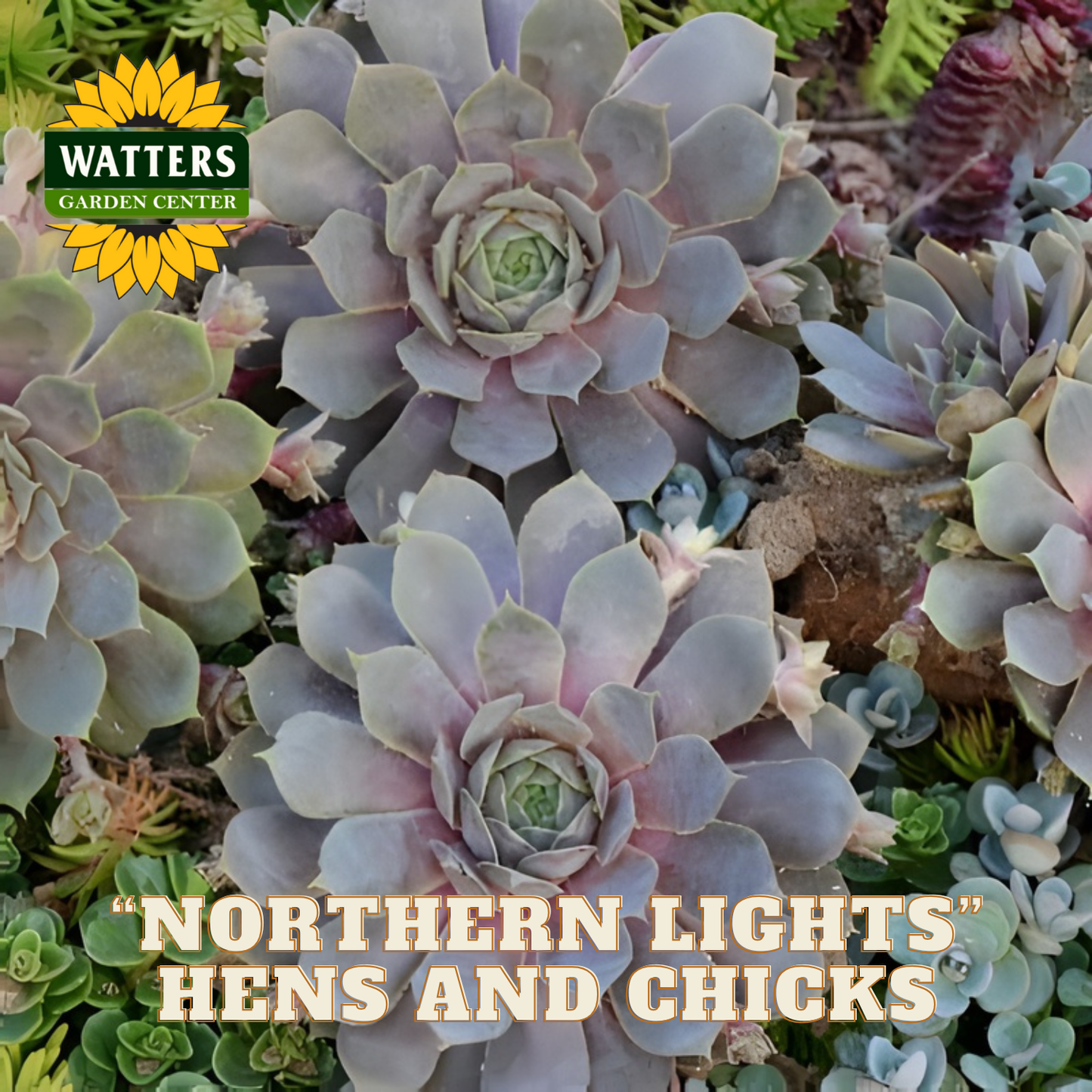 Succulent plants with 'Watters Garden Center' logo and 'Northern Lights Hens and Chicks' text.