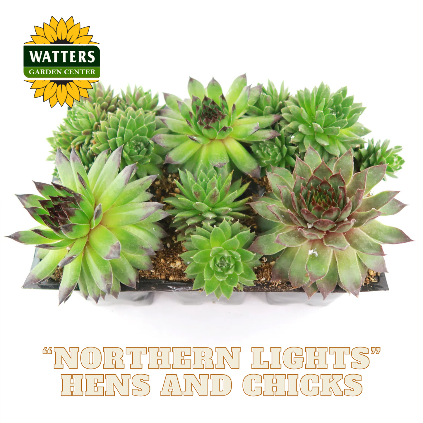 Collection of green succulents labeled 'Northern Lights Hens and Chicks' with Watters Garden Center branding.