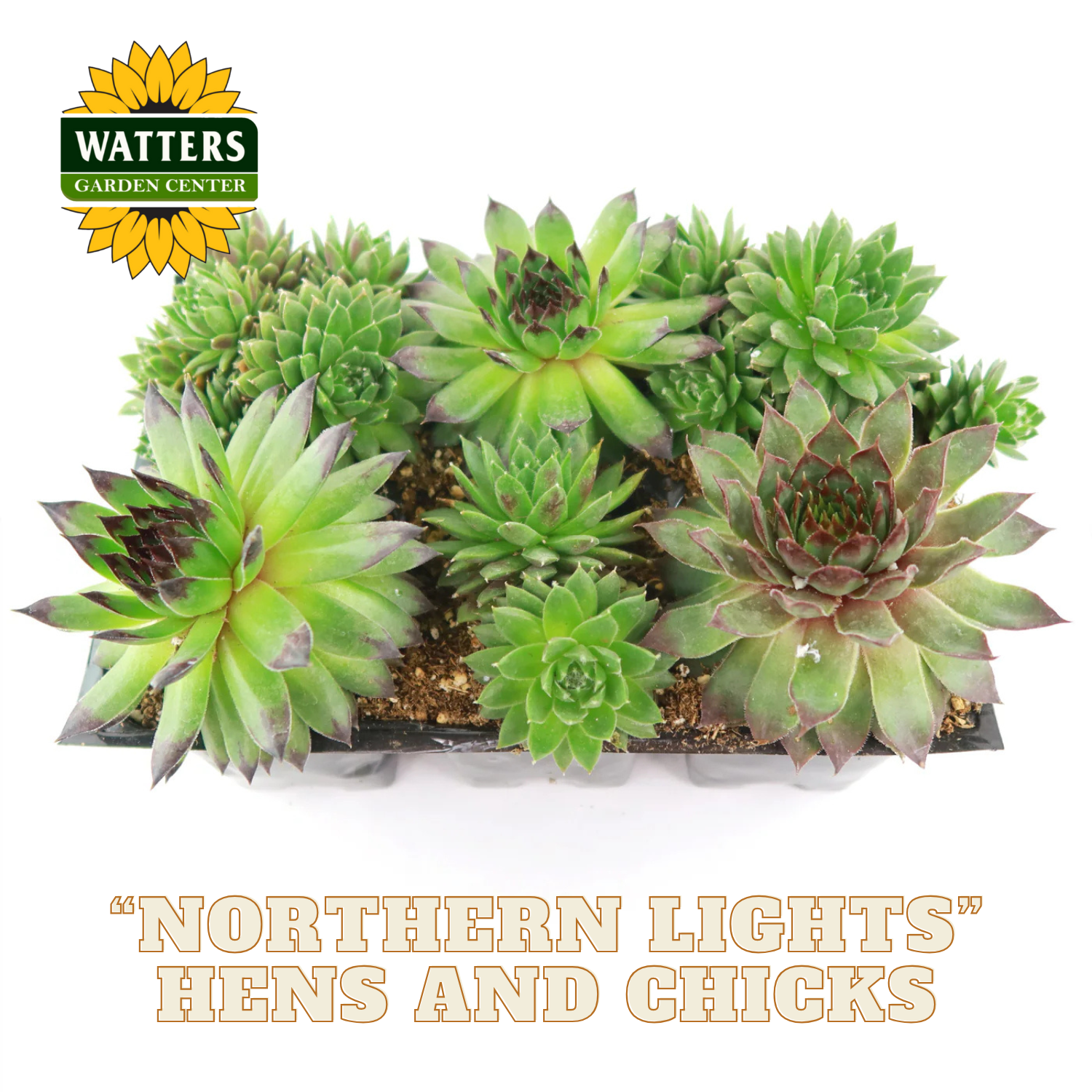 Collection of green succulents labeled 'Northern Lights Hens and Chicks' with Watters Garden Center branding.