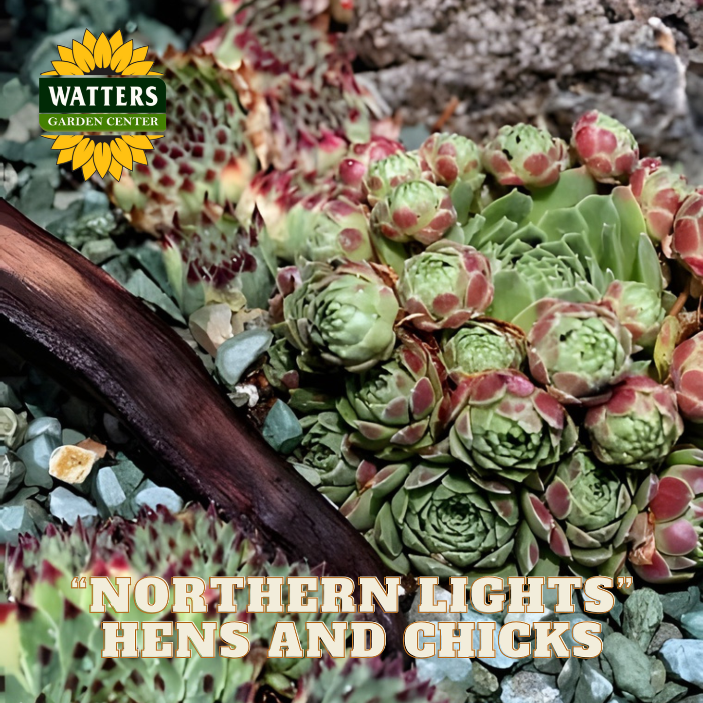 Succulent plant with 'Watters Garden Center' logo and text 'Northern Lights Hens and Chicks'.