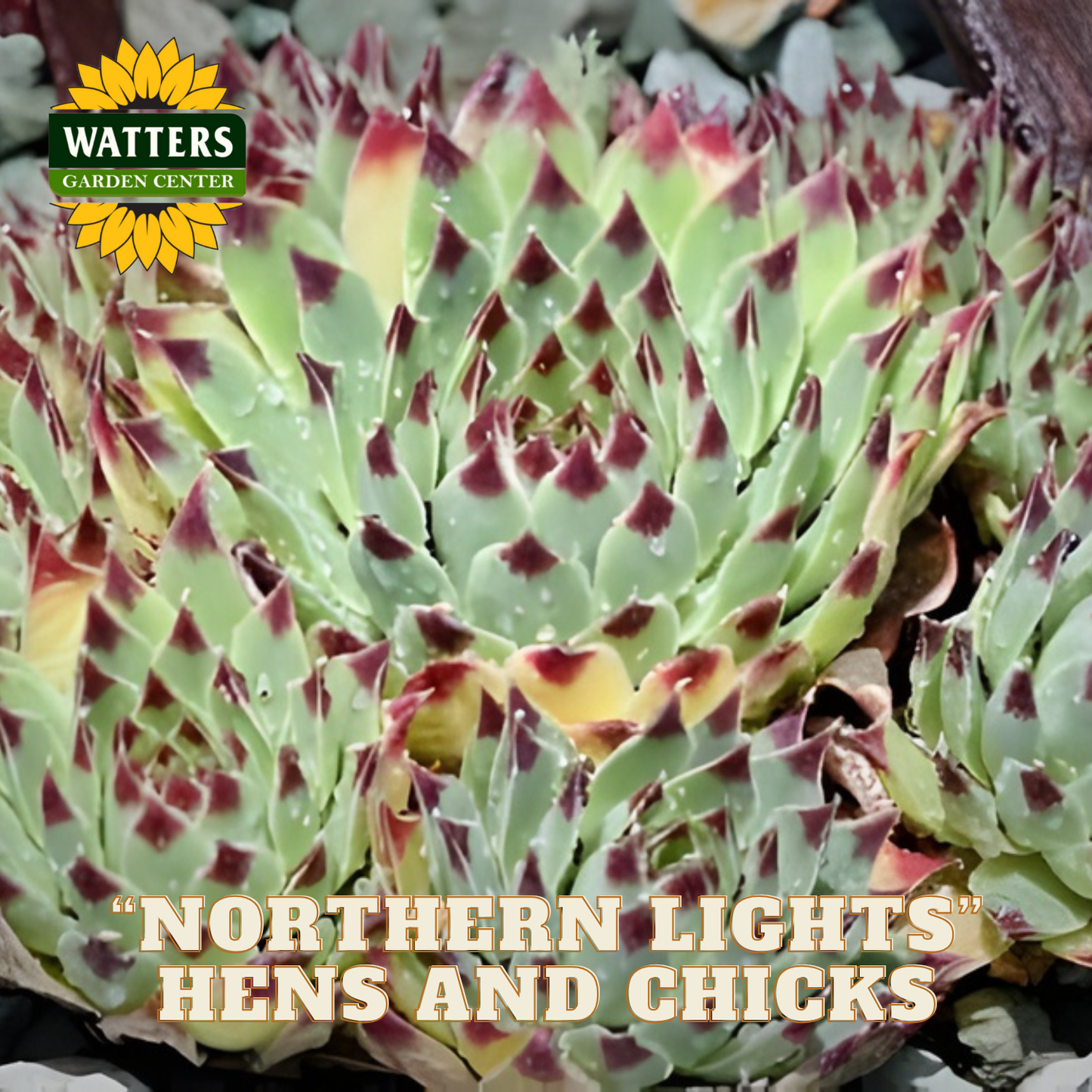 Close-up of 'Northern Lights' Hens and Chicks succulents with Watters Garden Center logo.