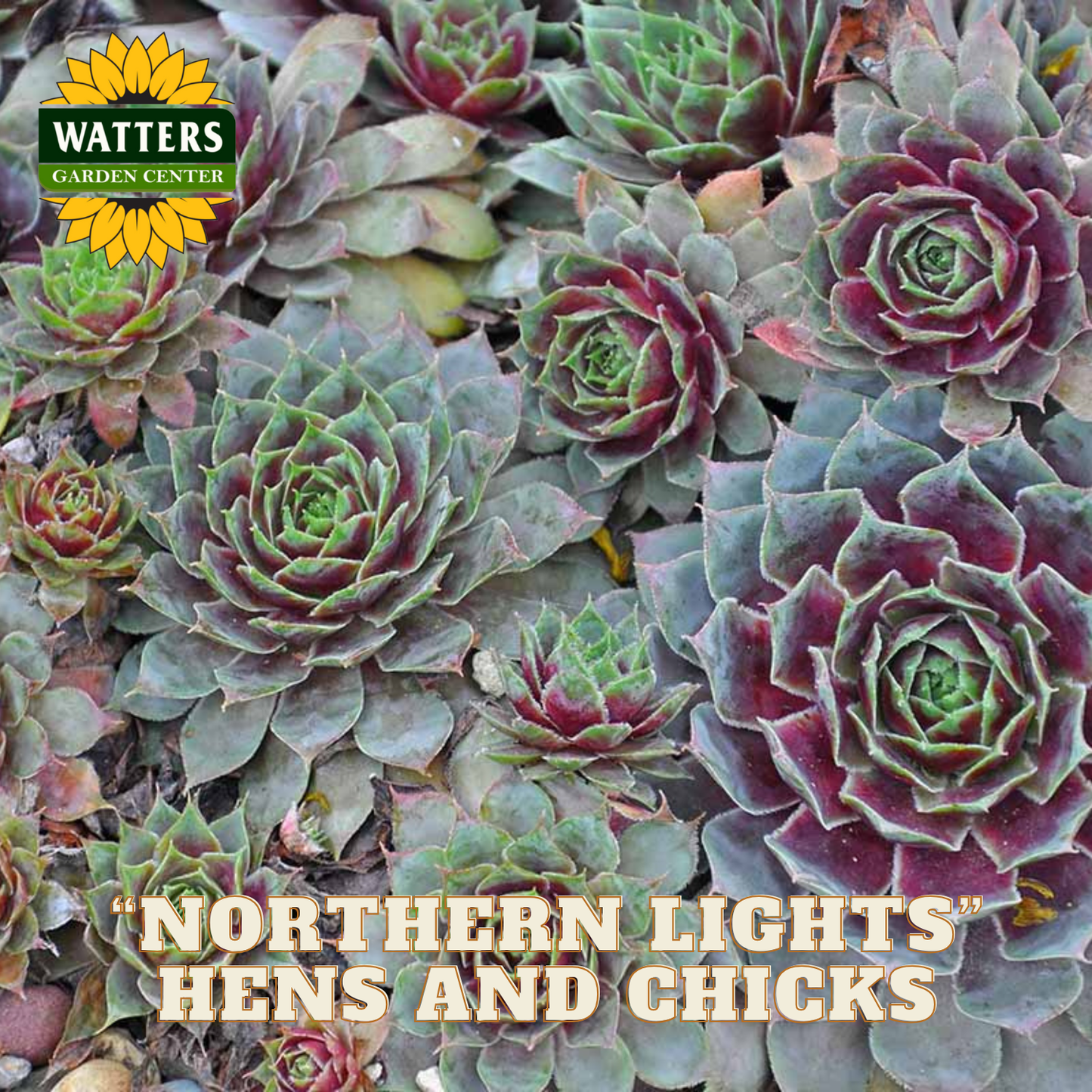 Succulents with 'Watters Garden Center' logo and 'Northern Lights Hens and Chicks' text.