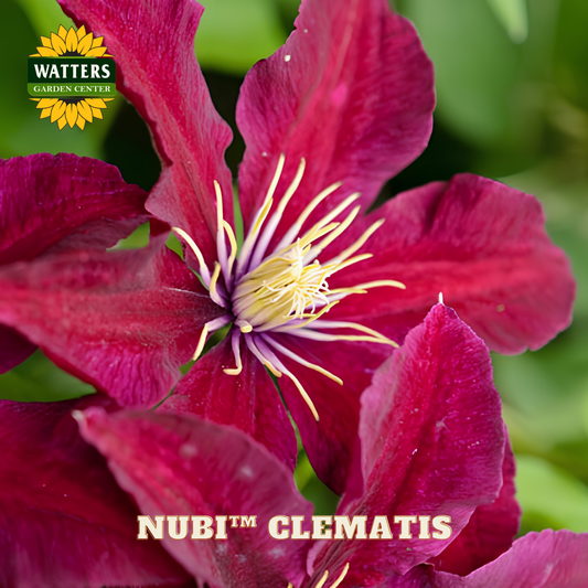 Close-up of a vibrant pink clematis flower with yellow center, branded 'Watters Garden Center'.