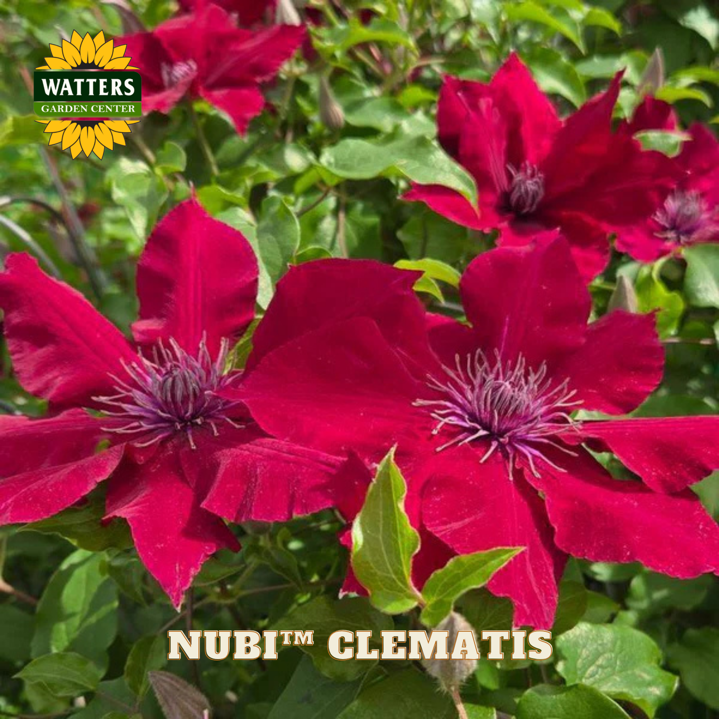 Red clematis flowers with green leaves and Watters Garden Center branding.