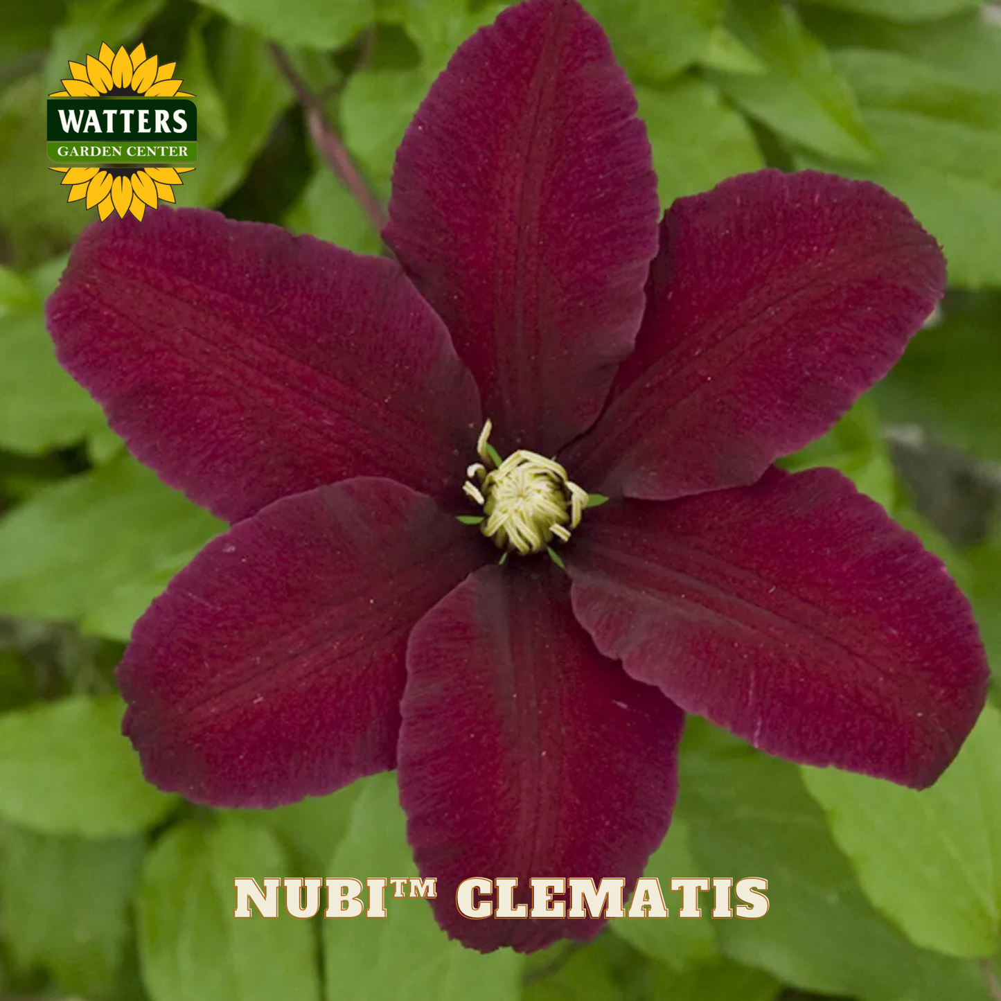 Nubi Clematis flower with Watters Garden Center logo