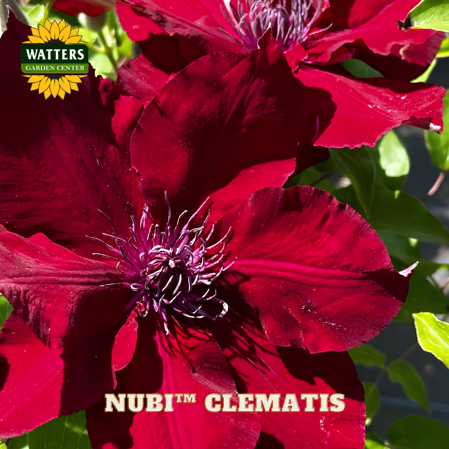 Red clematis flowers with green leaves and Watters Garden Center logo.