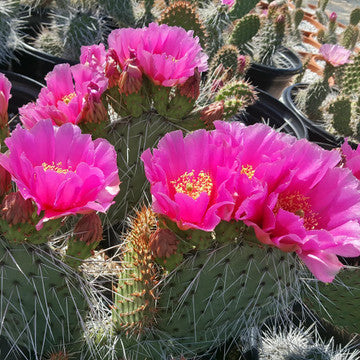 FIESTA PRICKLY PEAR 5gal