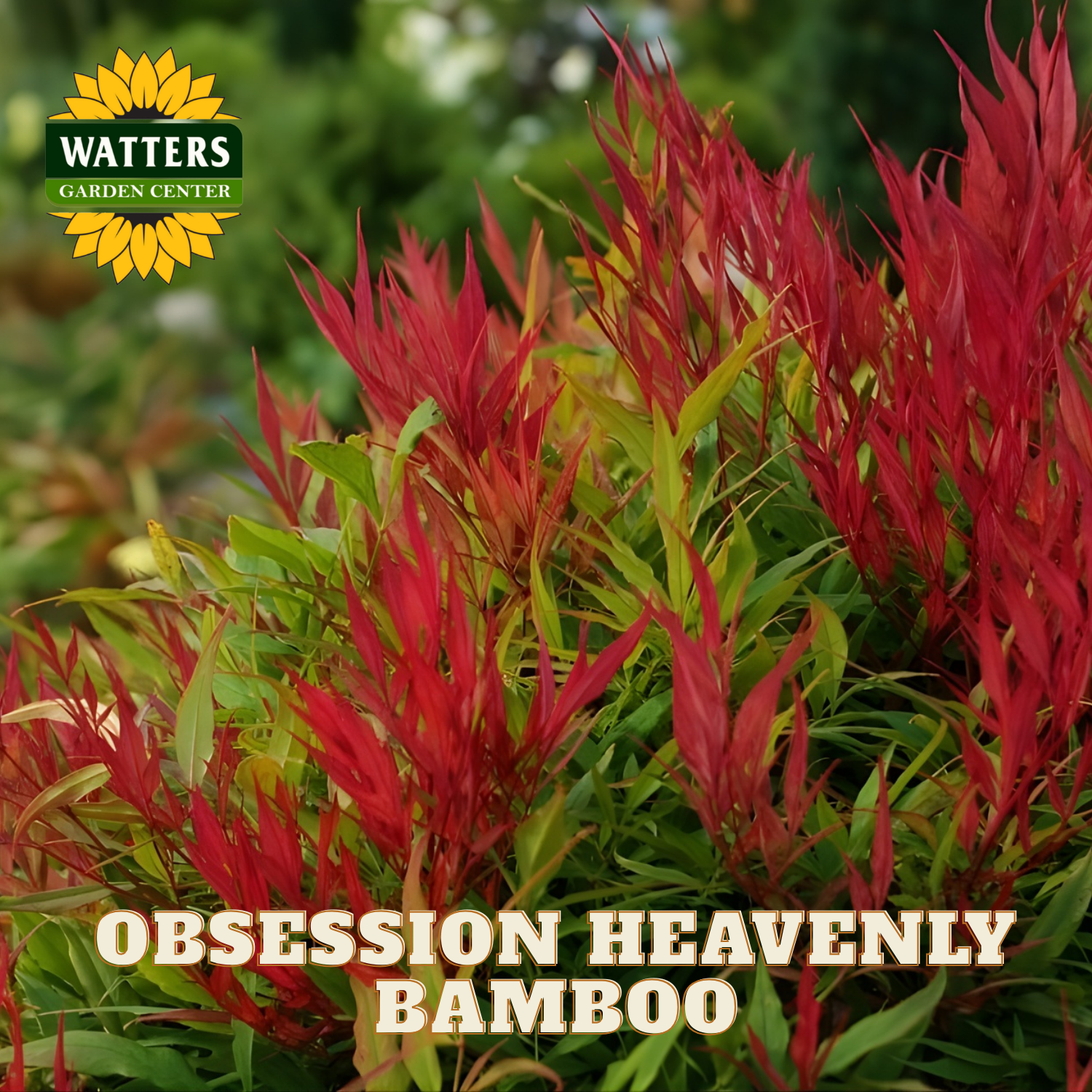 Obession Heavenly Bamboo with Watters Garden Center logo