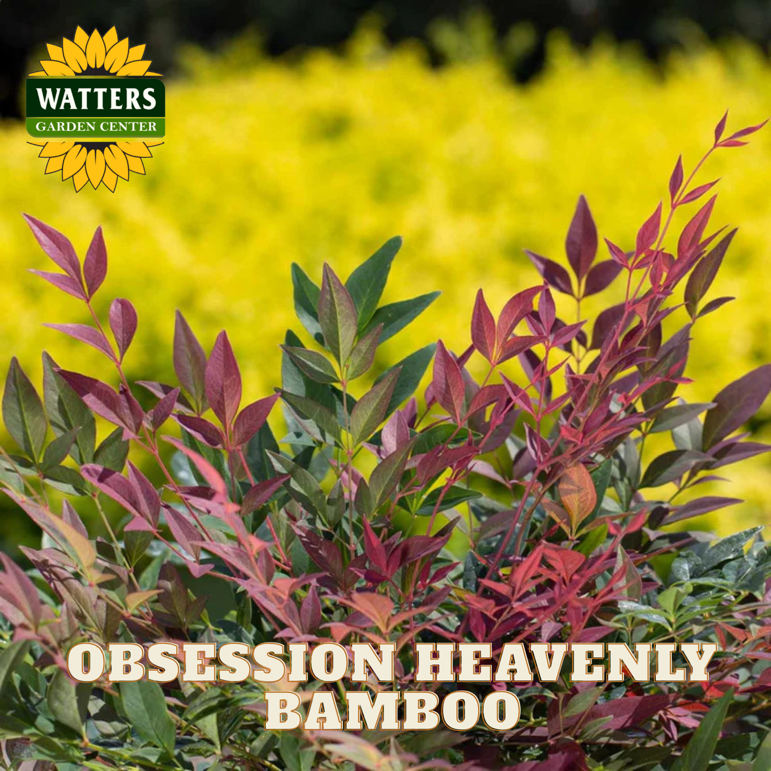 Obsession Heavenly Bamboo plant with Watters Garden Center logo in the corner.