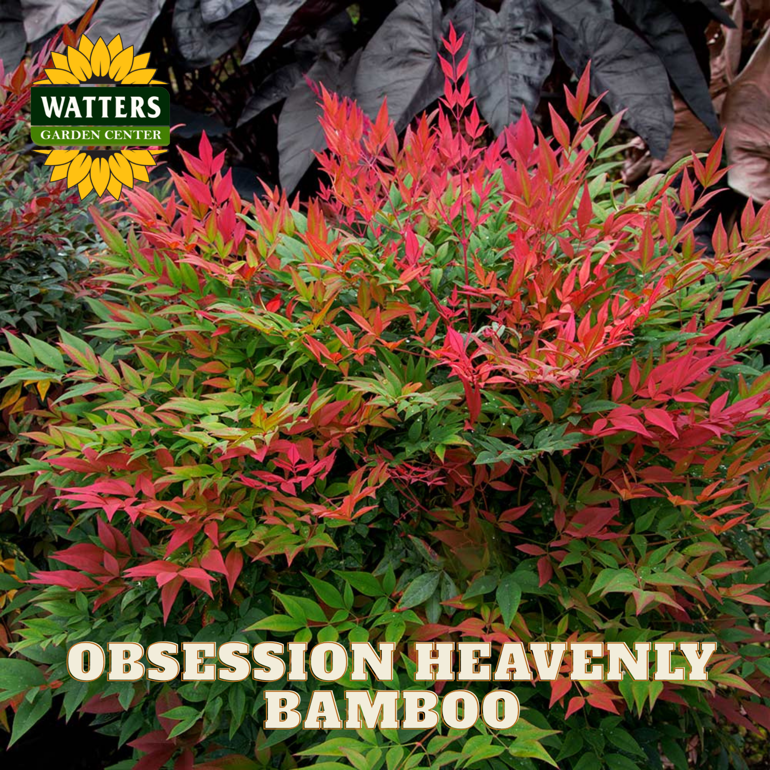 Obession Heavenly Bamboo plant with Watters Garden Center branding