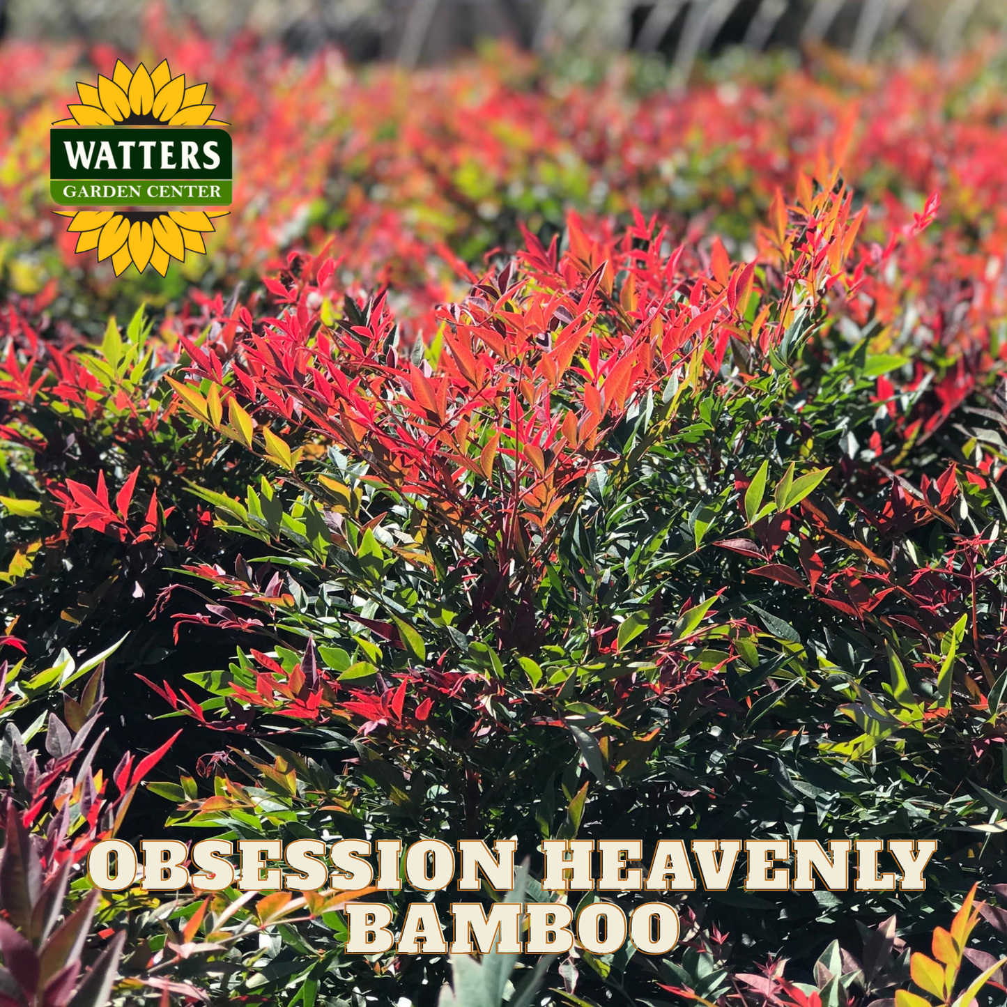 Row of 'Obsession Heavenly Bamboo' plants with Watters Garden Center logo.