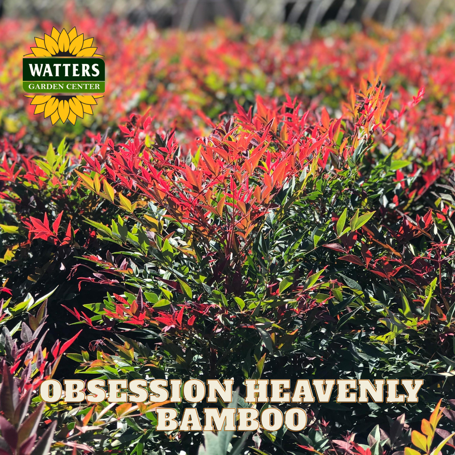Row of 'Obsession Heavenly Bamboo' plants with Watters Garden Center logo.