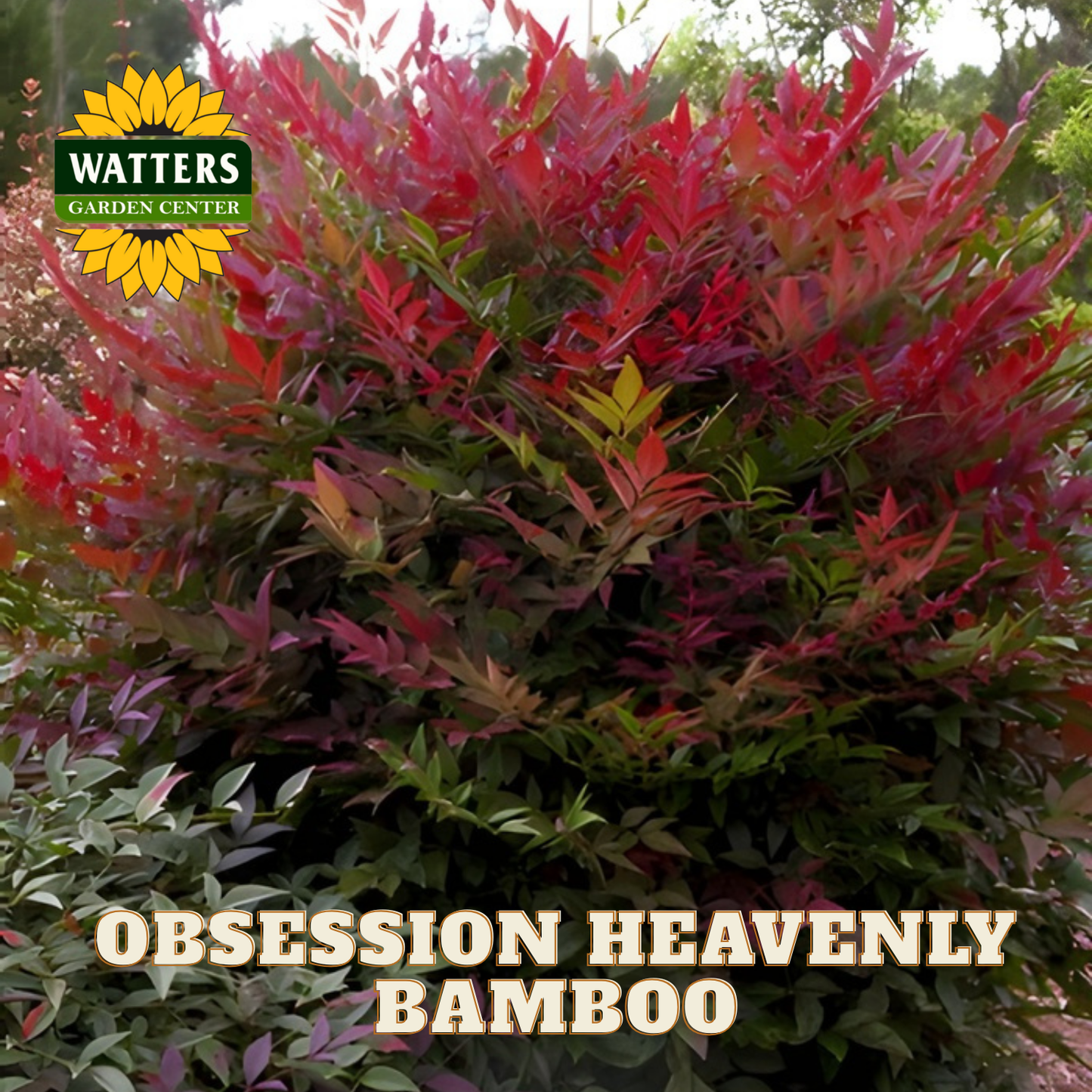 Obession Heavenly Bamboo with Watters Garden Center logo