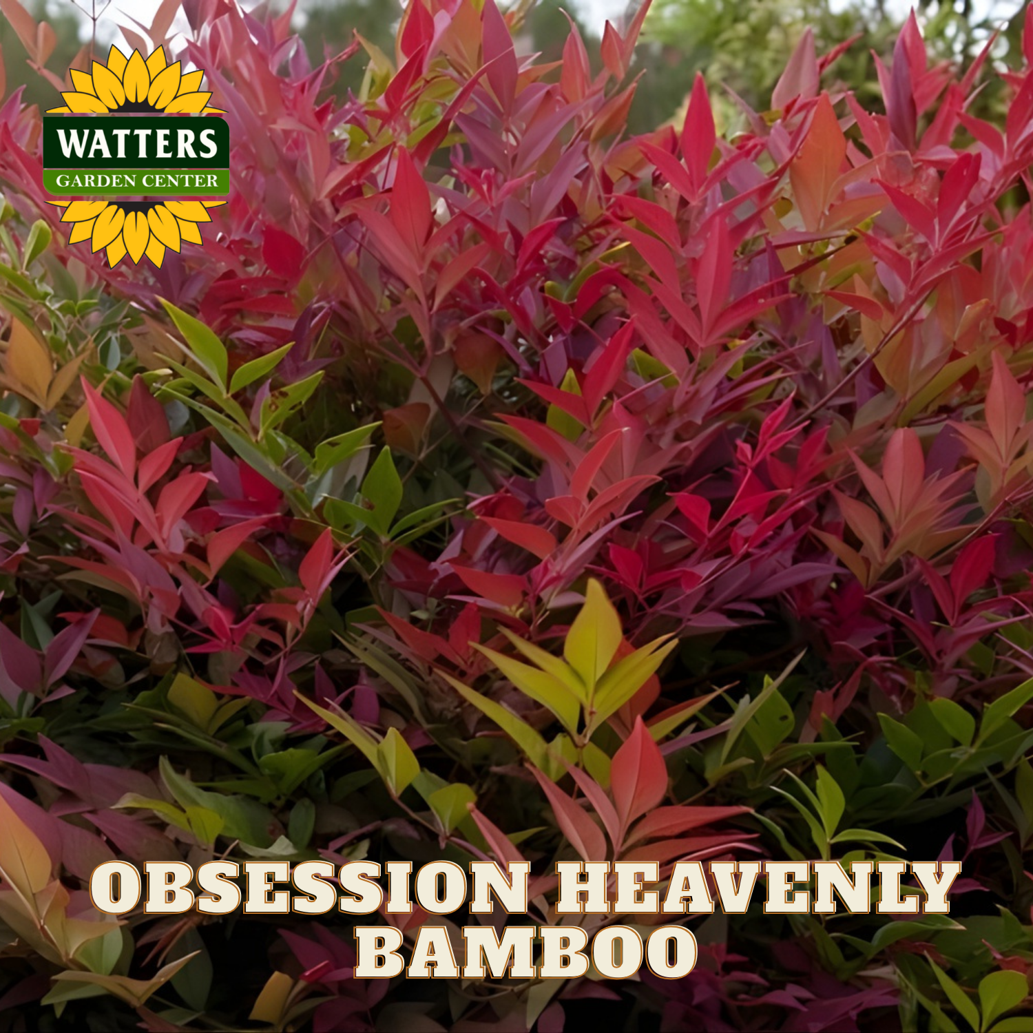 Colorful plant with 'Watters Garden Center' logo and 'Obsession Heavenly Bamboo' text.