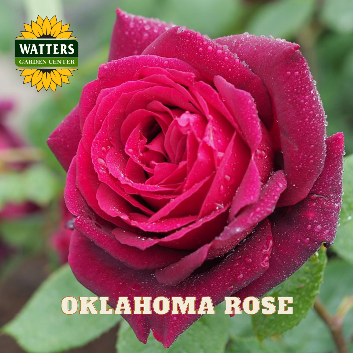 Close-up of a pink rose with water droplets, branded with Watters Garden Center.