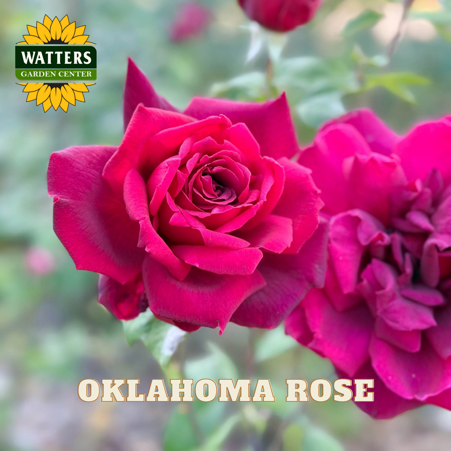 Close-up of pink roses with Watters Garden Center logo and 'Oklahoma Rose' text.