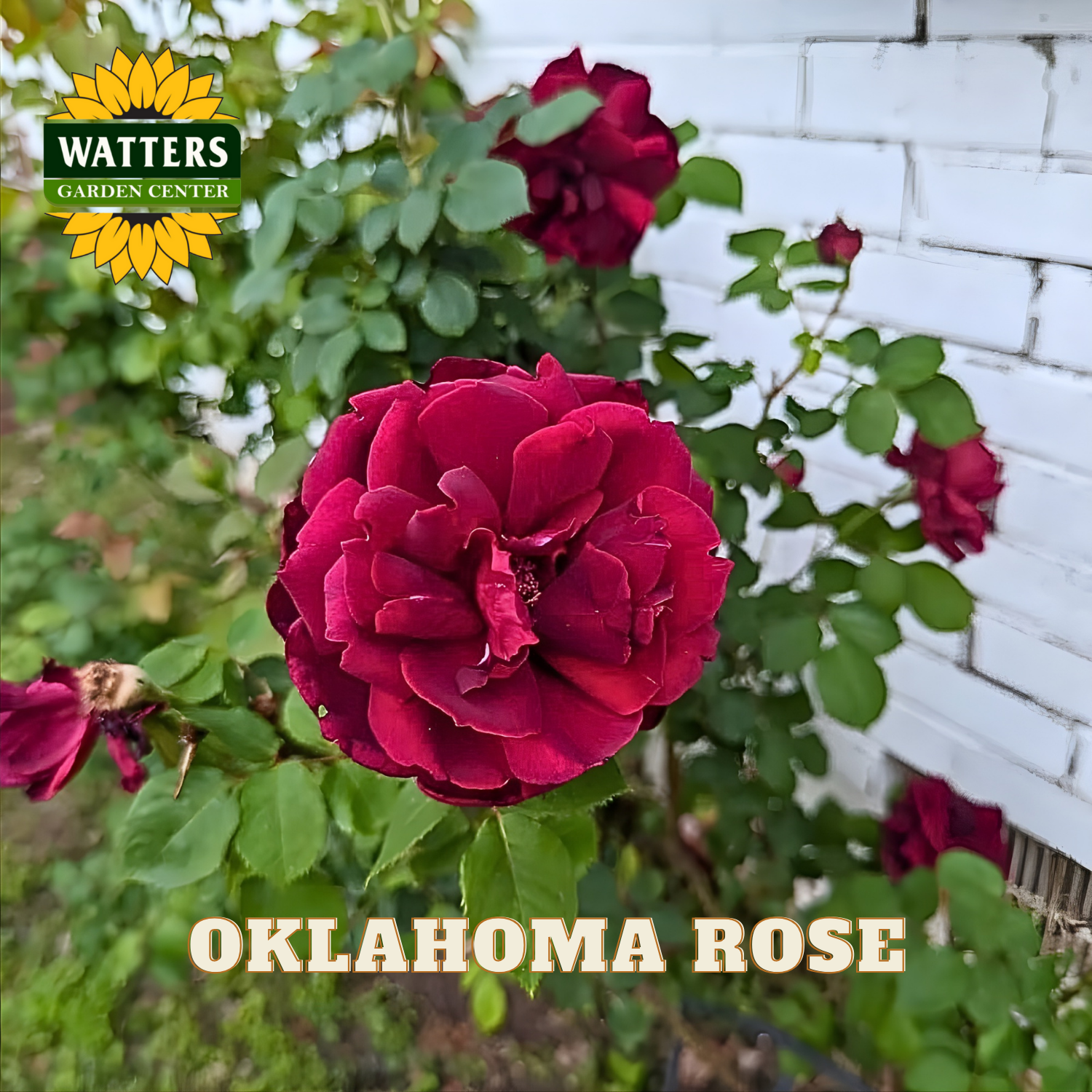 Red rose with 'Watters Garden Center' logo and 'Oklahoma Rose' text.
