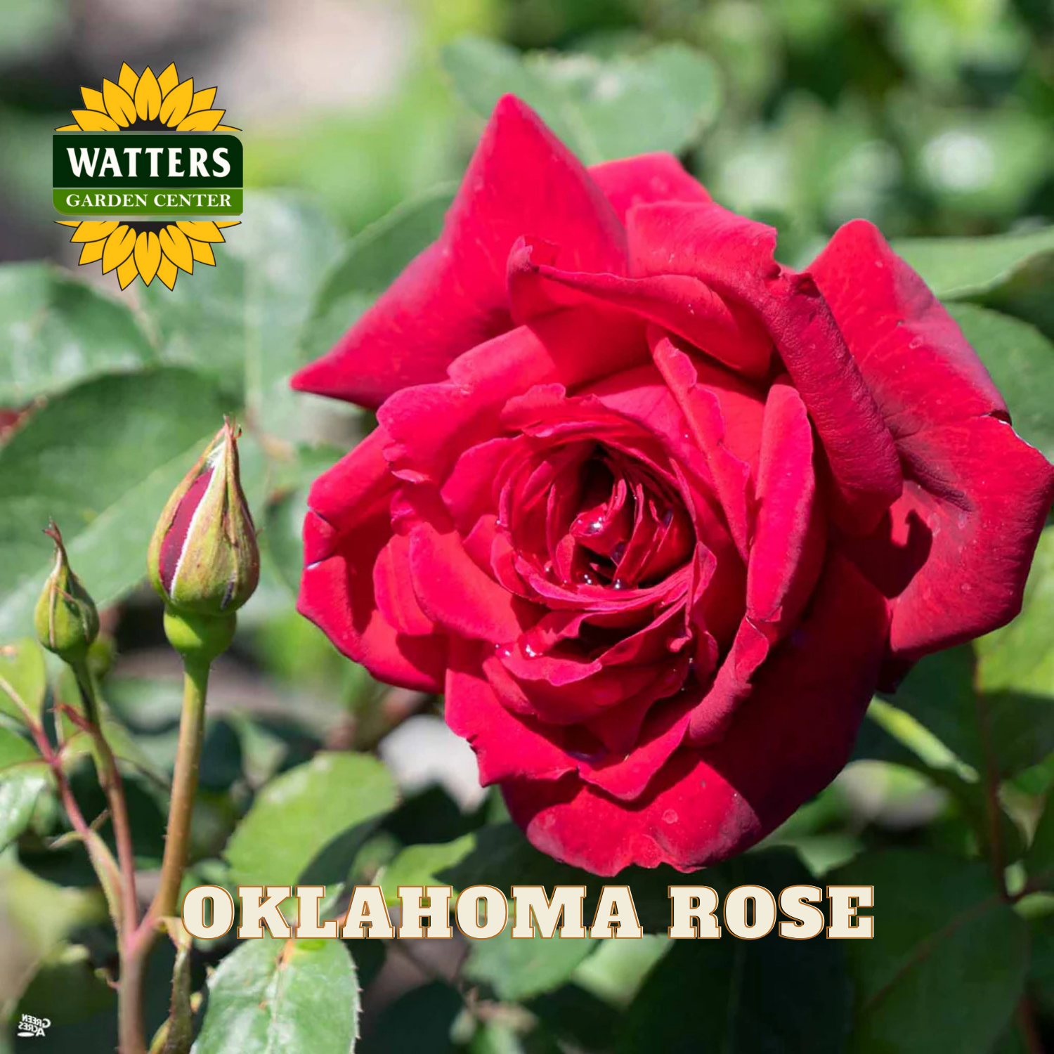 Red rose with a bud and green leaves, branded with Watters Garden Center.